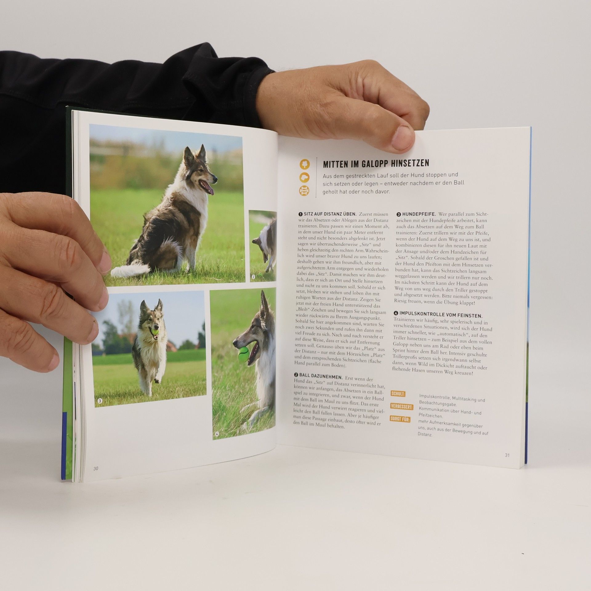 Kate Kitchenham Spielekiste für Hunde