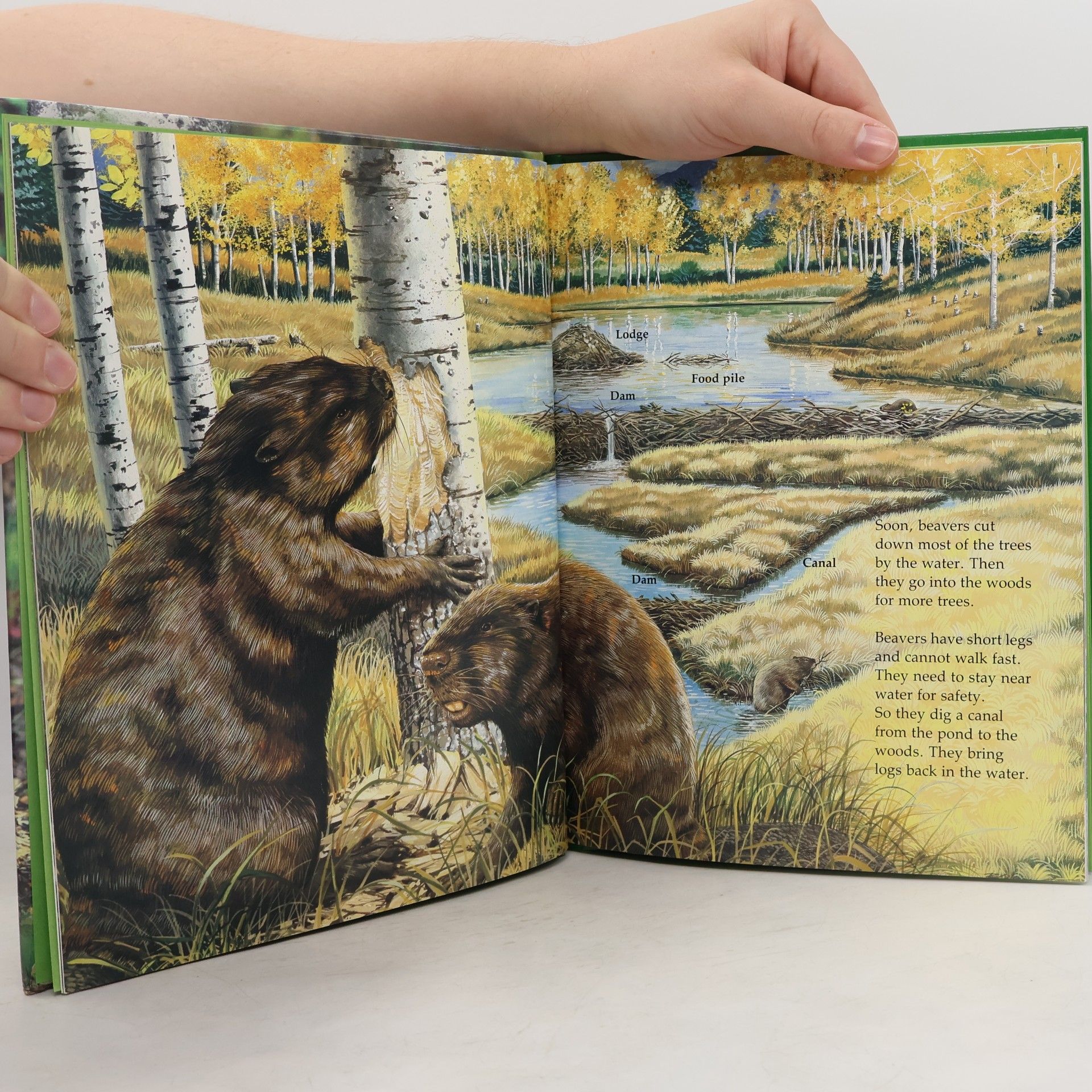 M. Barbara Brownell Books for Young Explorers: Busy Beavers