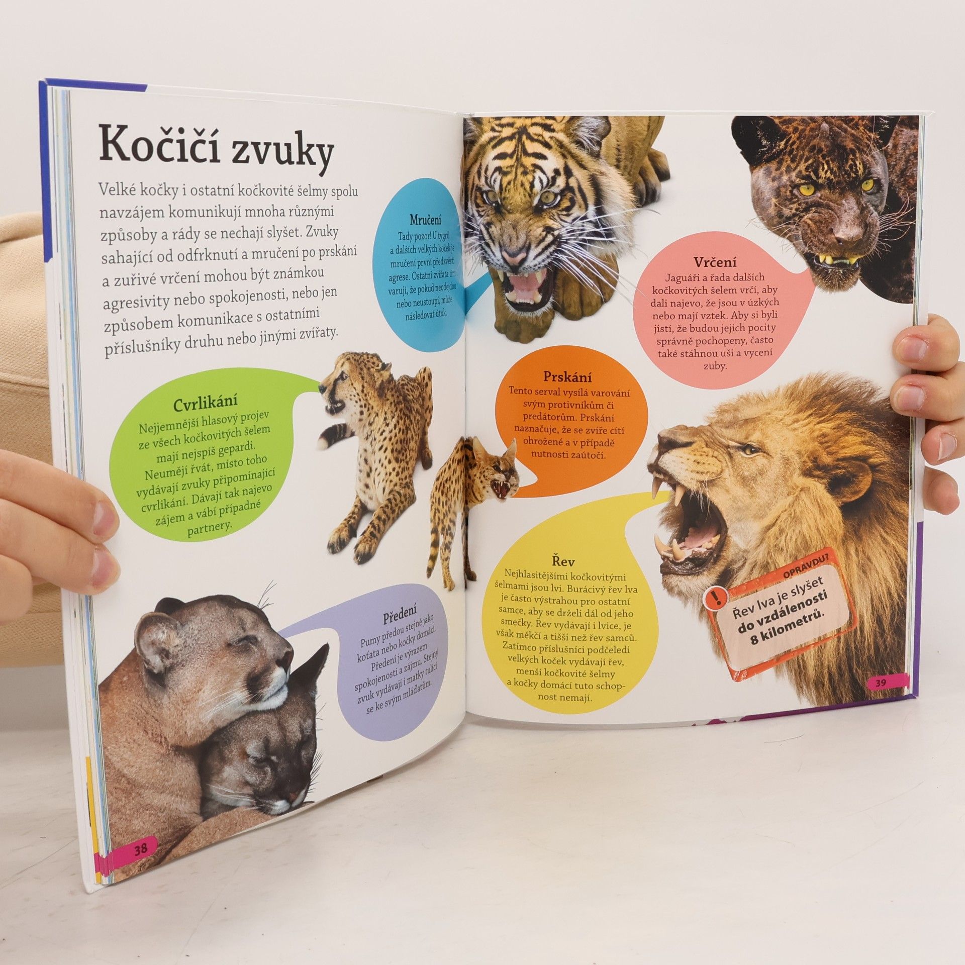 Autorenkollektiv Objevuj! Velké kočky