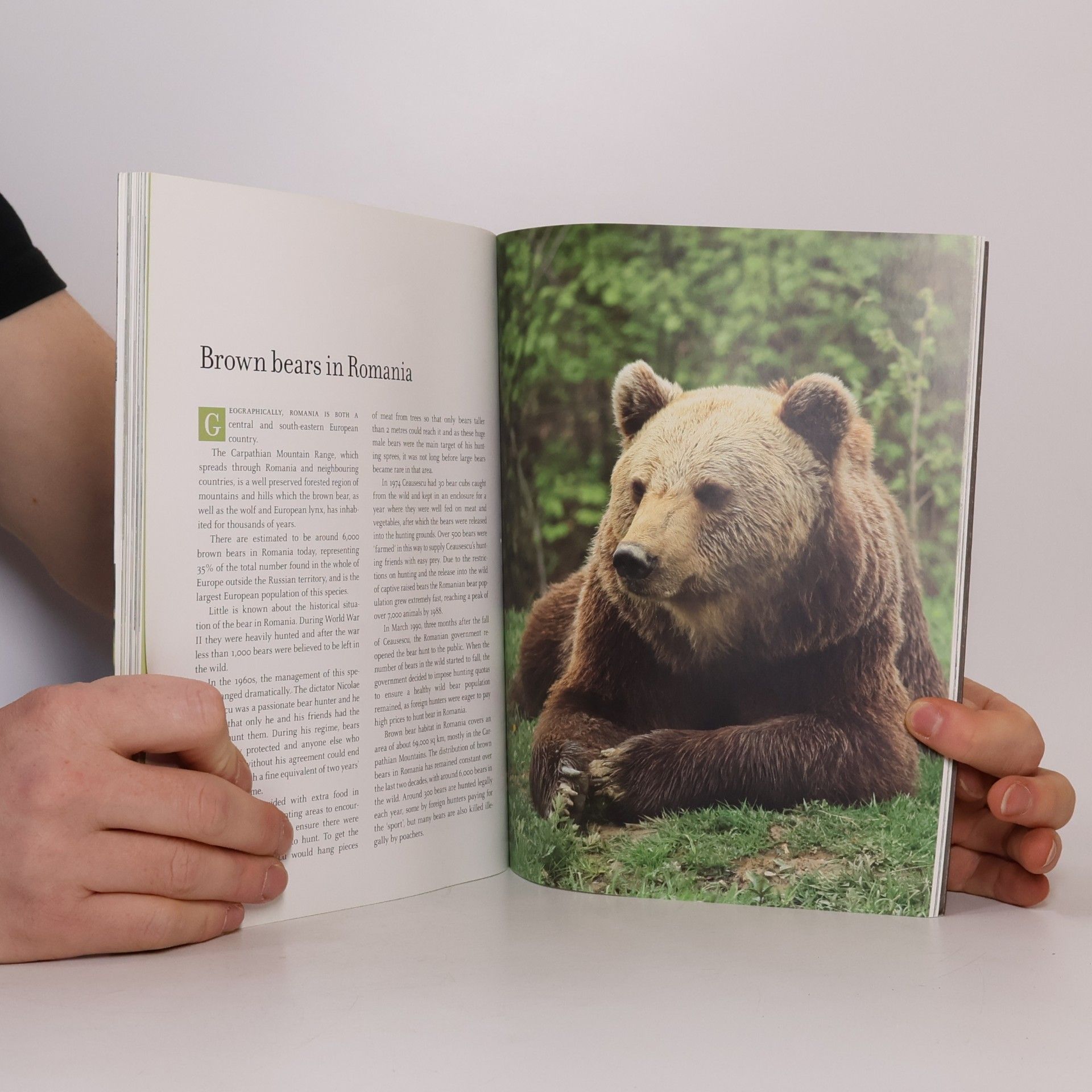 Victor Watkins Bear Sanctuary