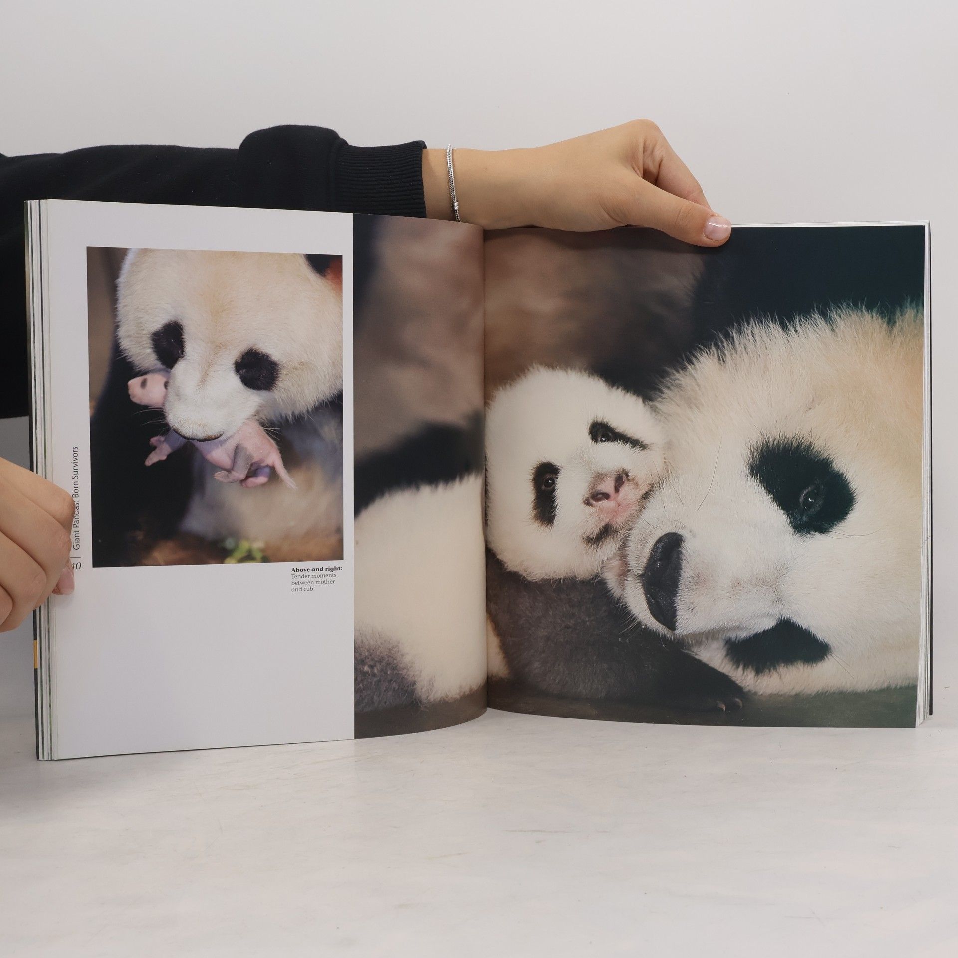 Zhang Zhihe Giant Pandas