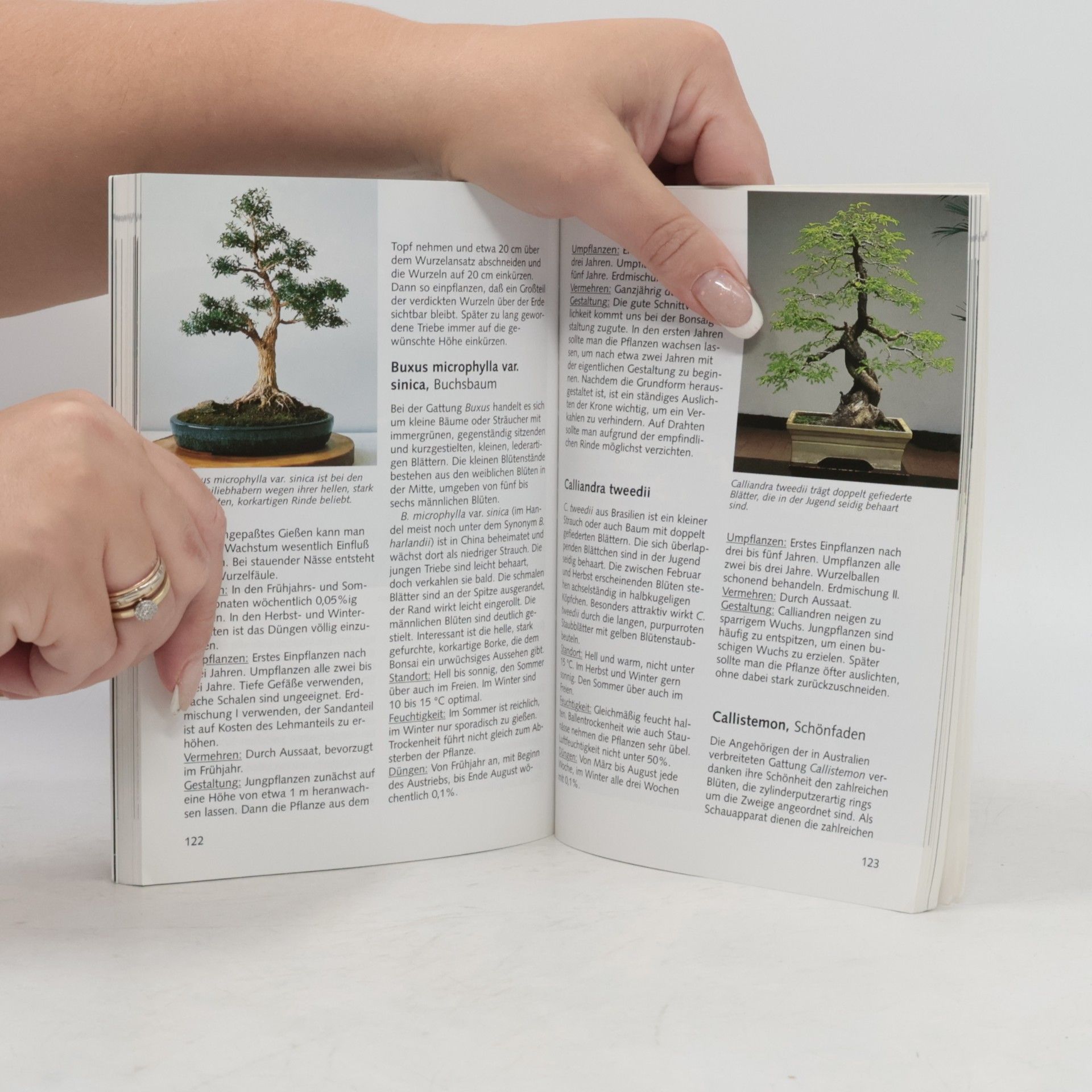 Wolfgang Kawollek Bonsai für das Zimmer
