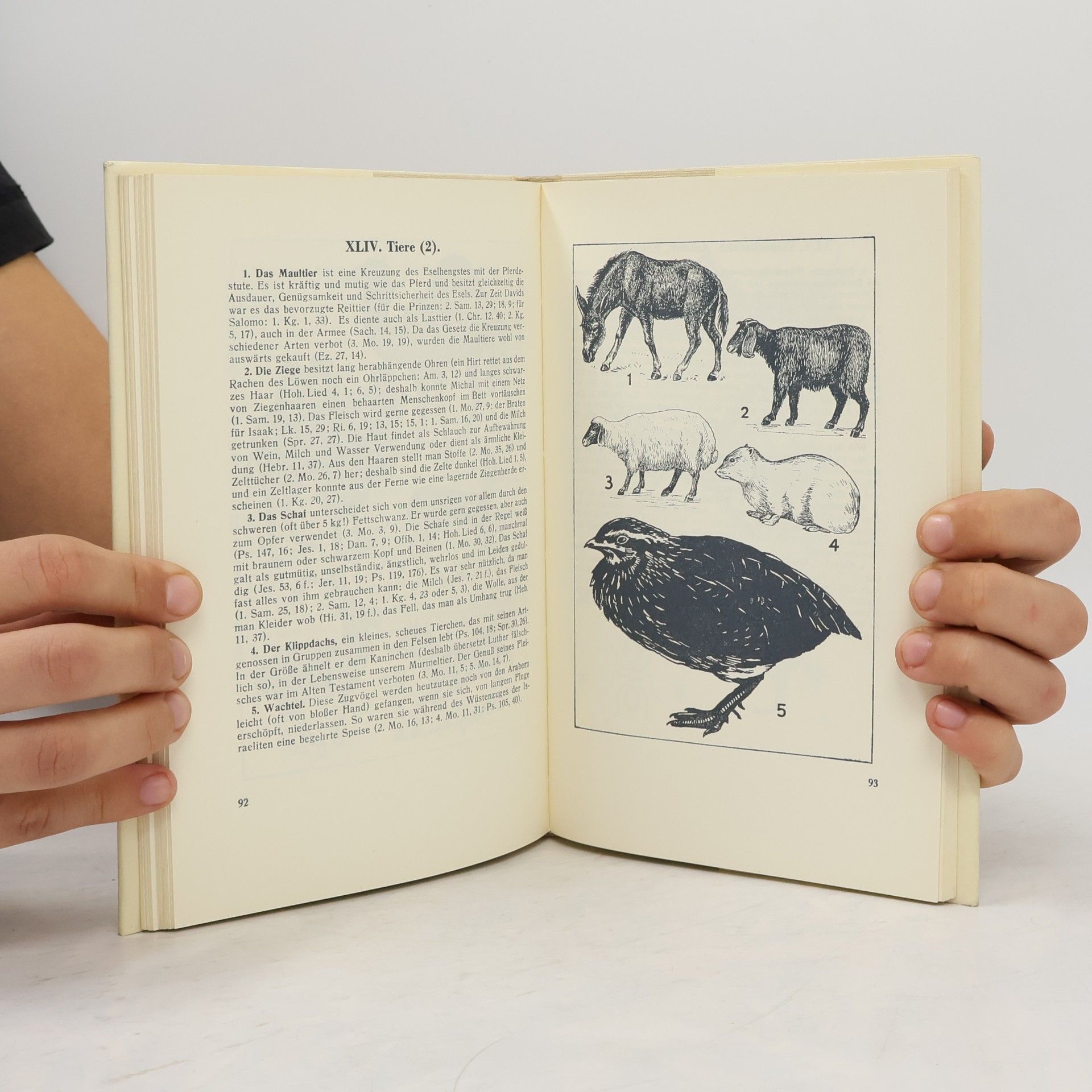 Adolf Reiteroberst Meier Biblisches Bildwörterbuch