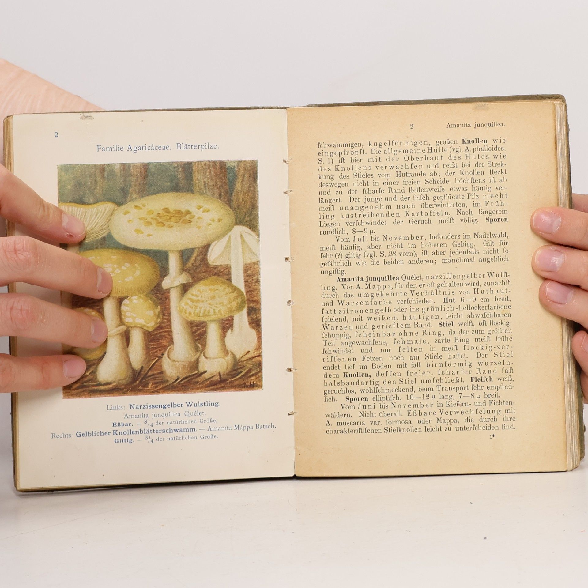 Ludwig Klein Gift- und Speisepilze und ihre Verwechslungen
