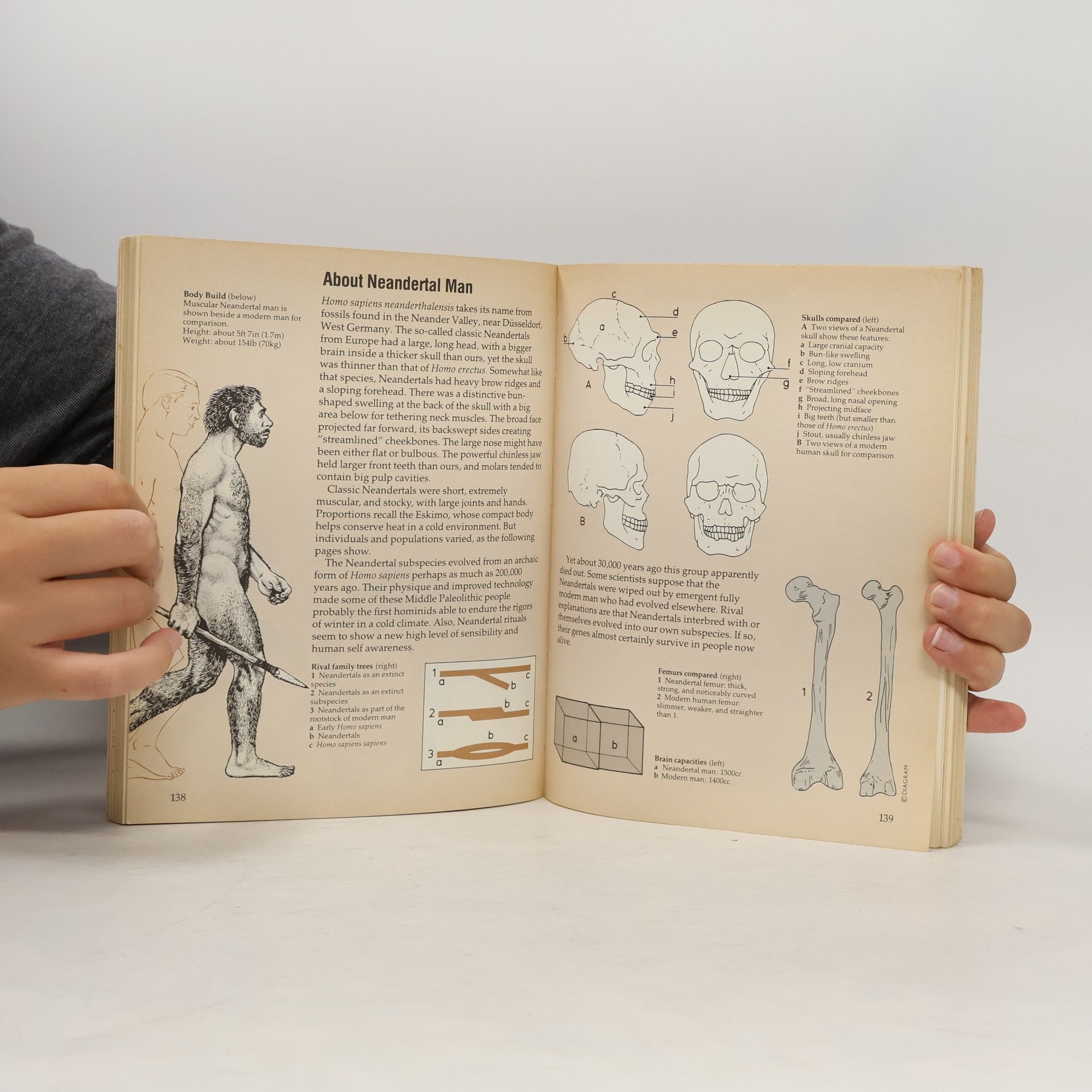 David Lambert The Cambridge Guide to Prehistoric Man