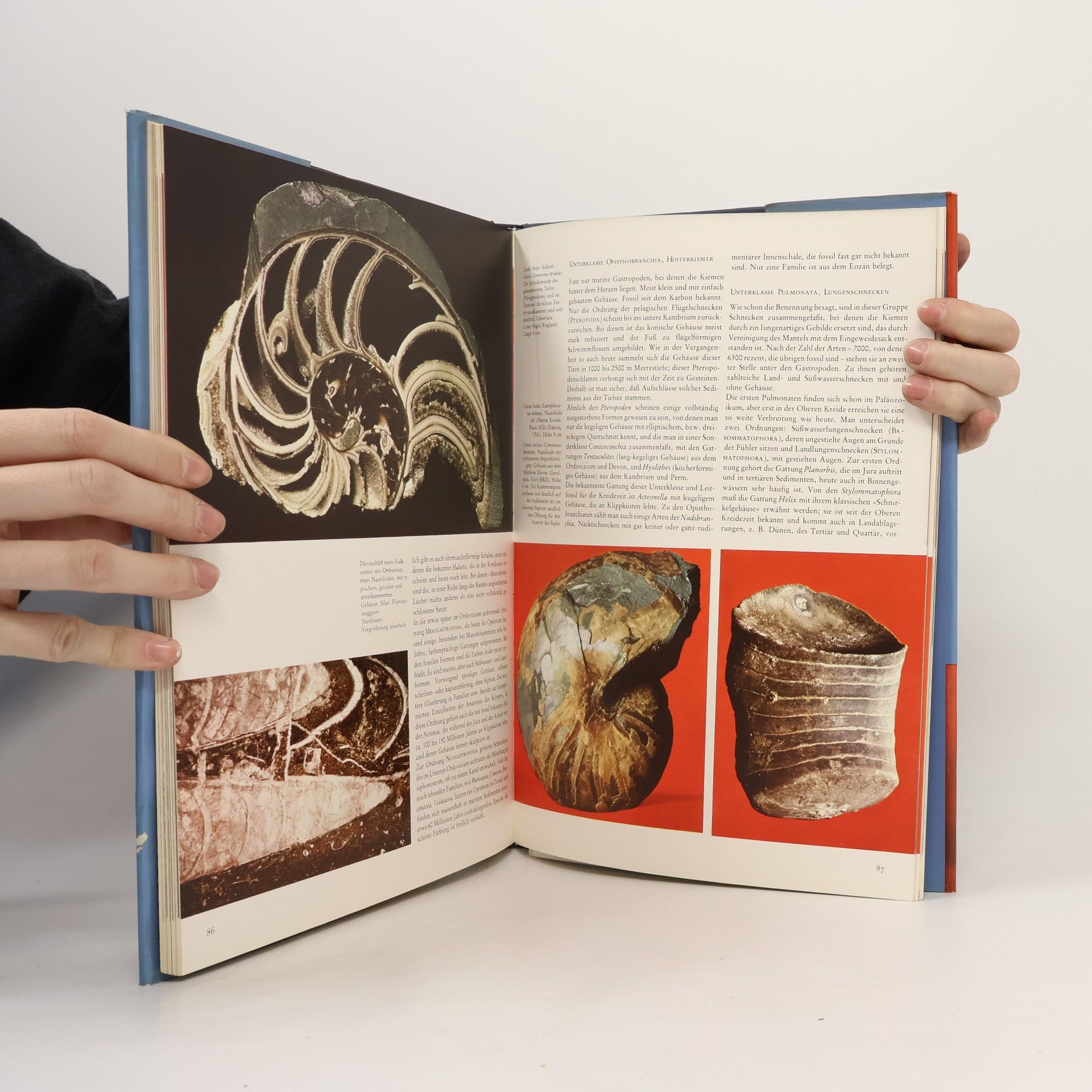 Giovanni Pinna Fossilien in Farbe