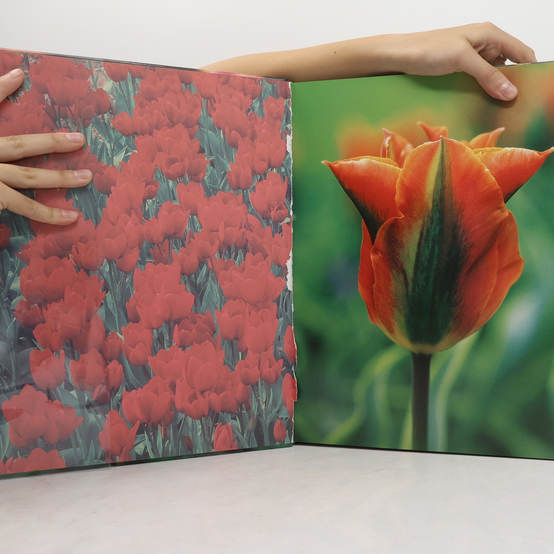 Die Tulpe