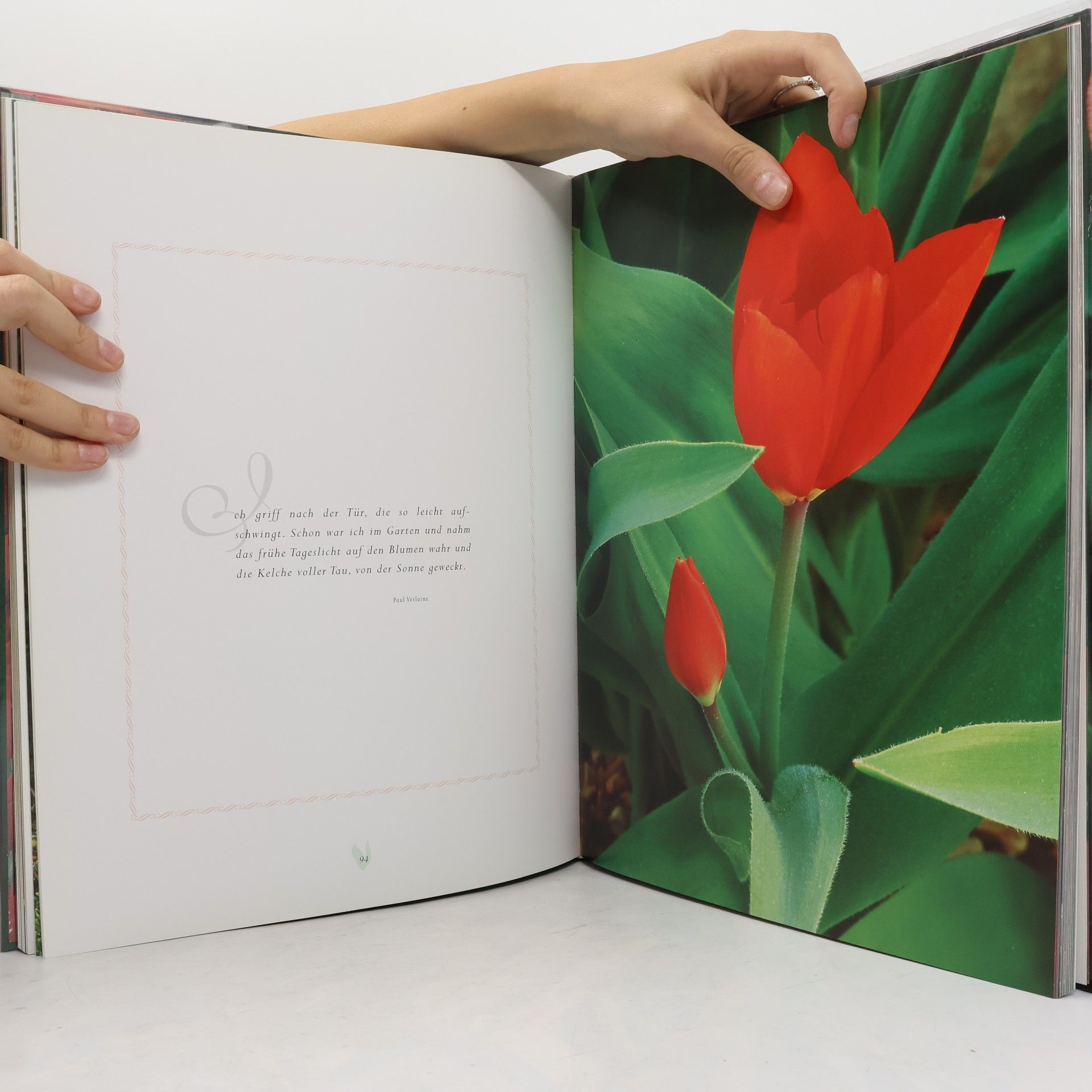 Die Tulpe