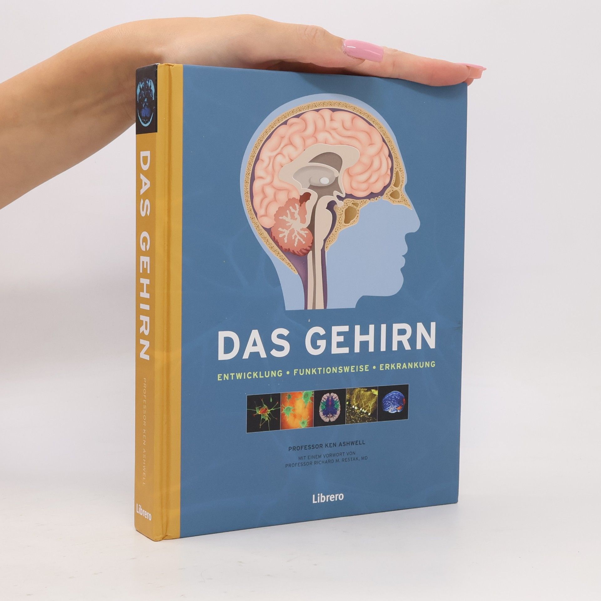 Das Gehirn