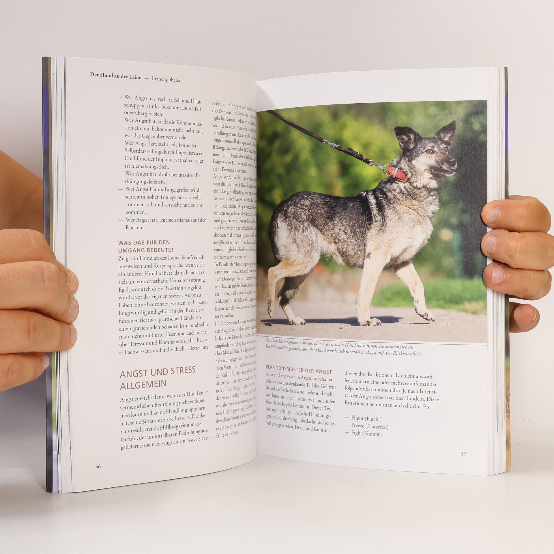 Maren Grote Hunde lesen lernen