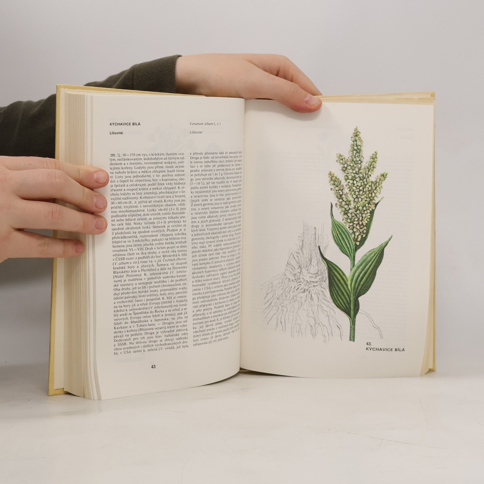 Václav Jirásek Atlas léčivých rostlin