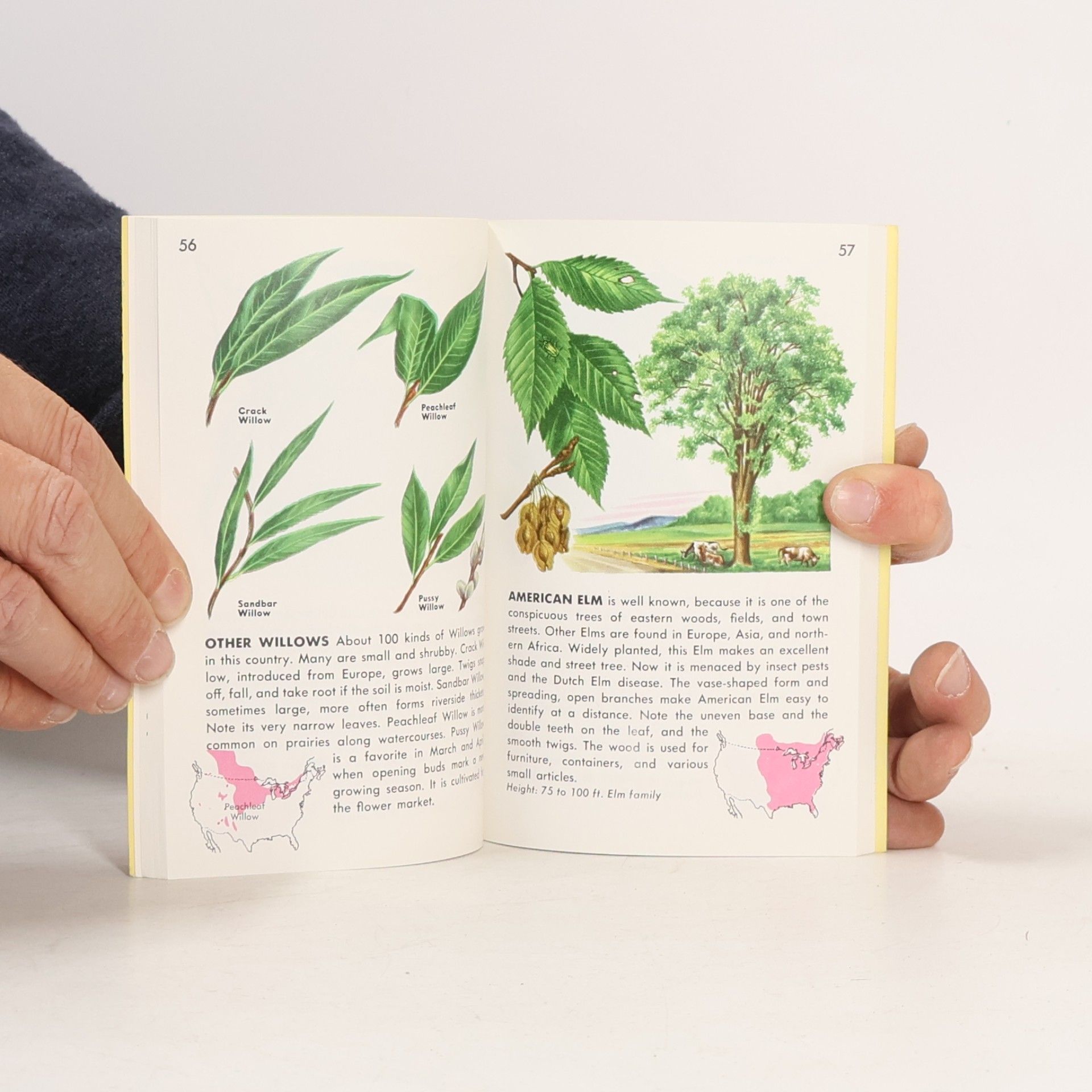 Herbert Spencer Zim A Golden Guide: Guide to Trees