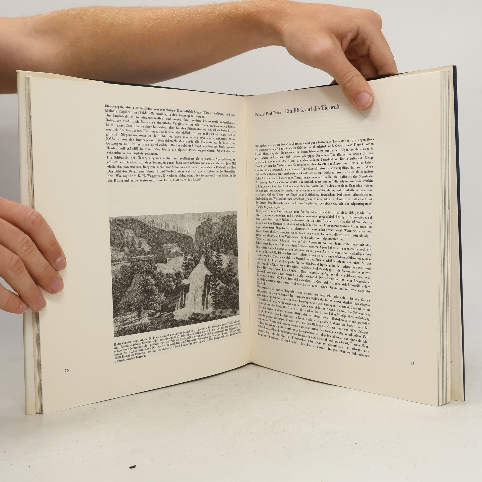 Autorenkollektiv Das große Ostalpenbuch