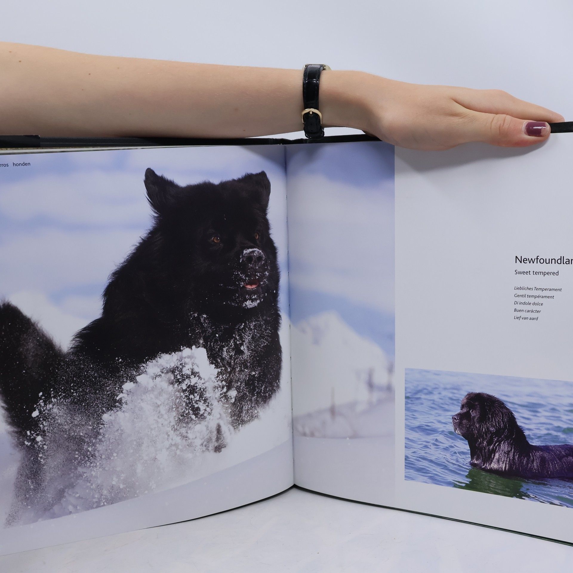 Collectif d'auteurs Dogs H-Z : Hunde, chiens, cani, perros, honden