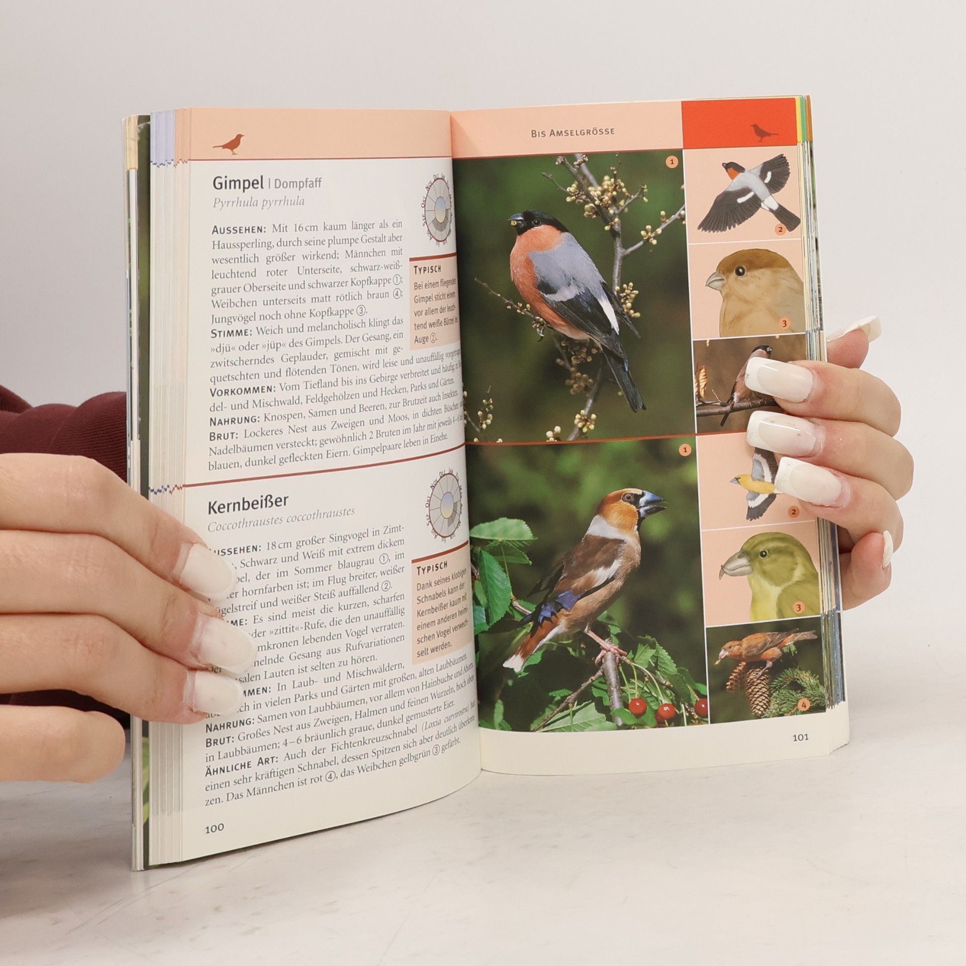 Collectif d'auteurs Vögel einfach und sicher bestimmen