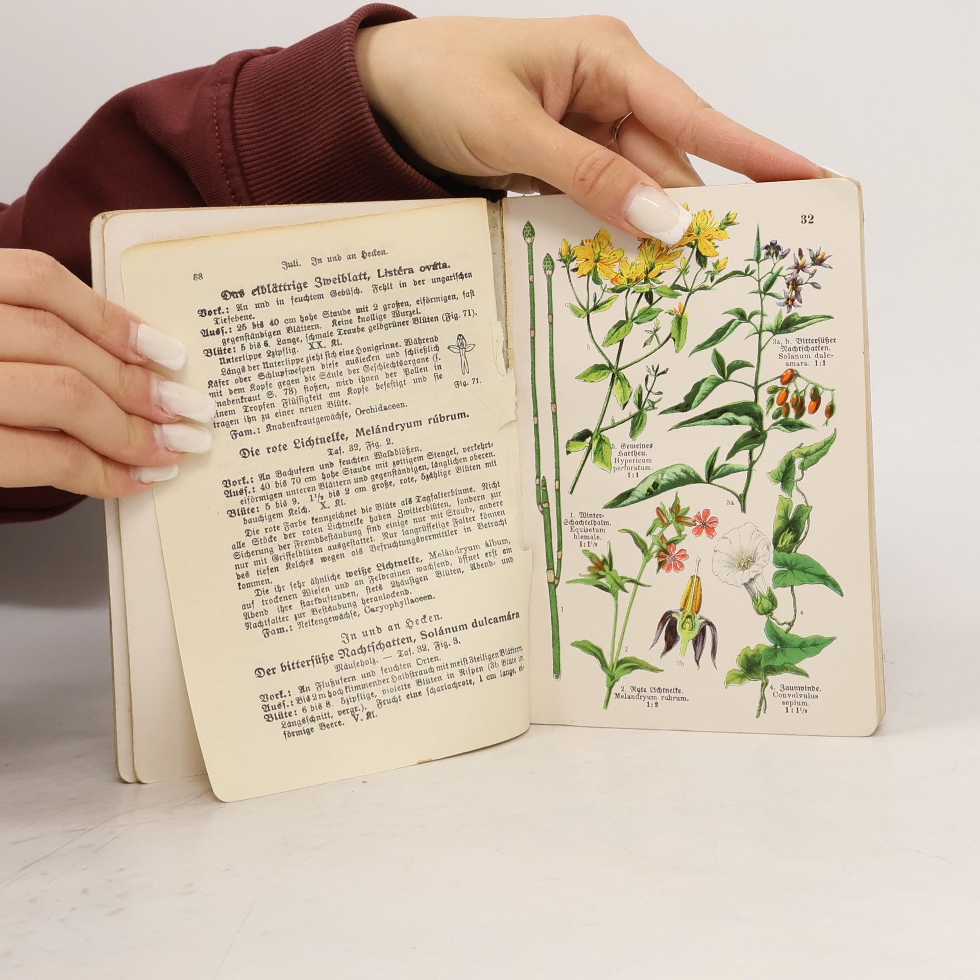 H. Christiansen Taschenbuch einheimischer Pflanzen