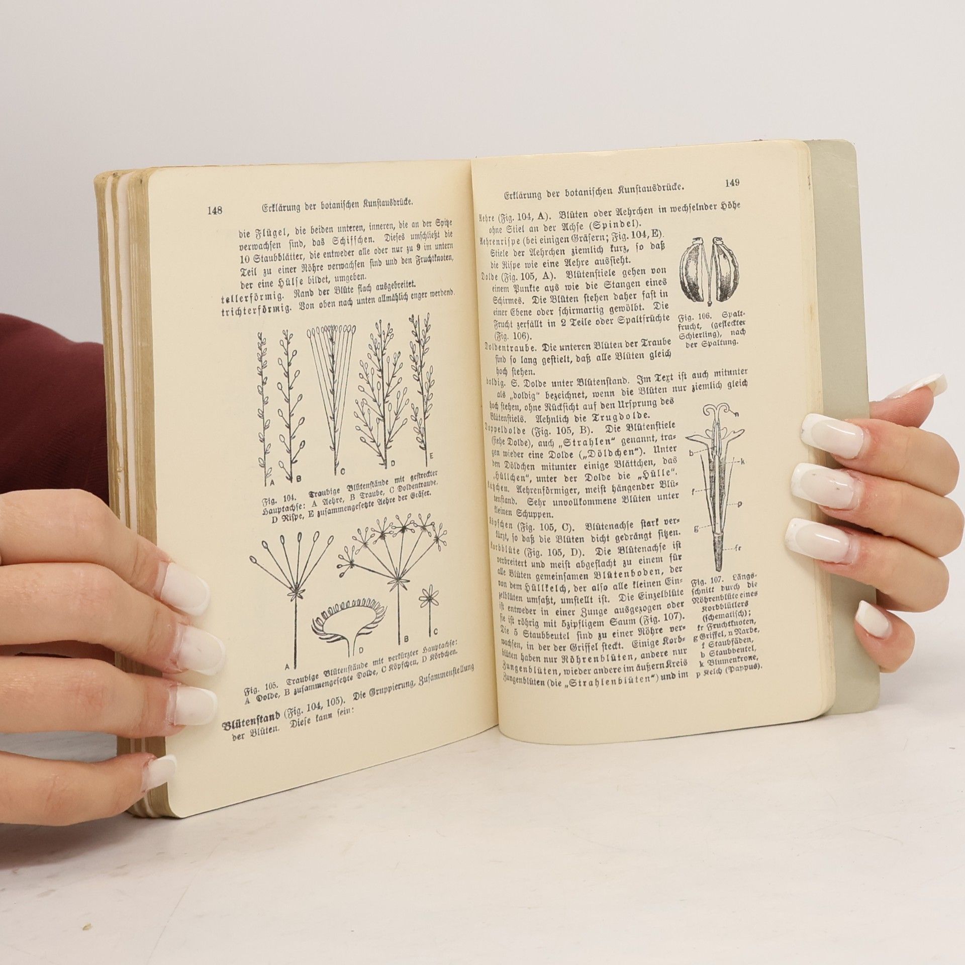 H. Christiansen Taschenbuch einheimischer Pflanzen
