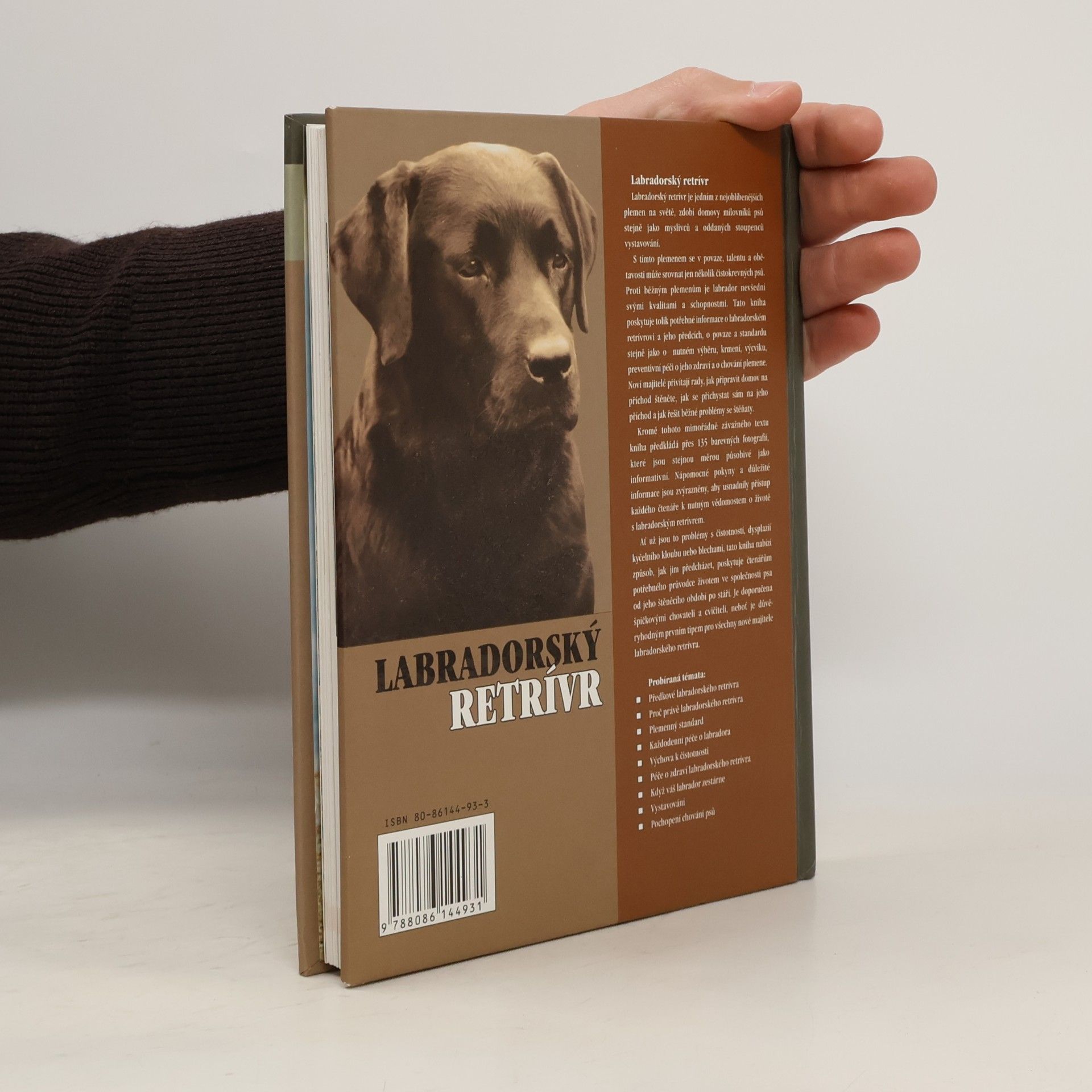 Bernard Duke Labradorský retrívr