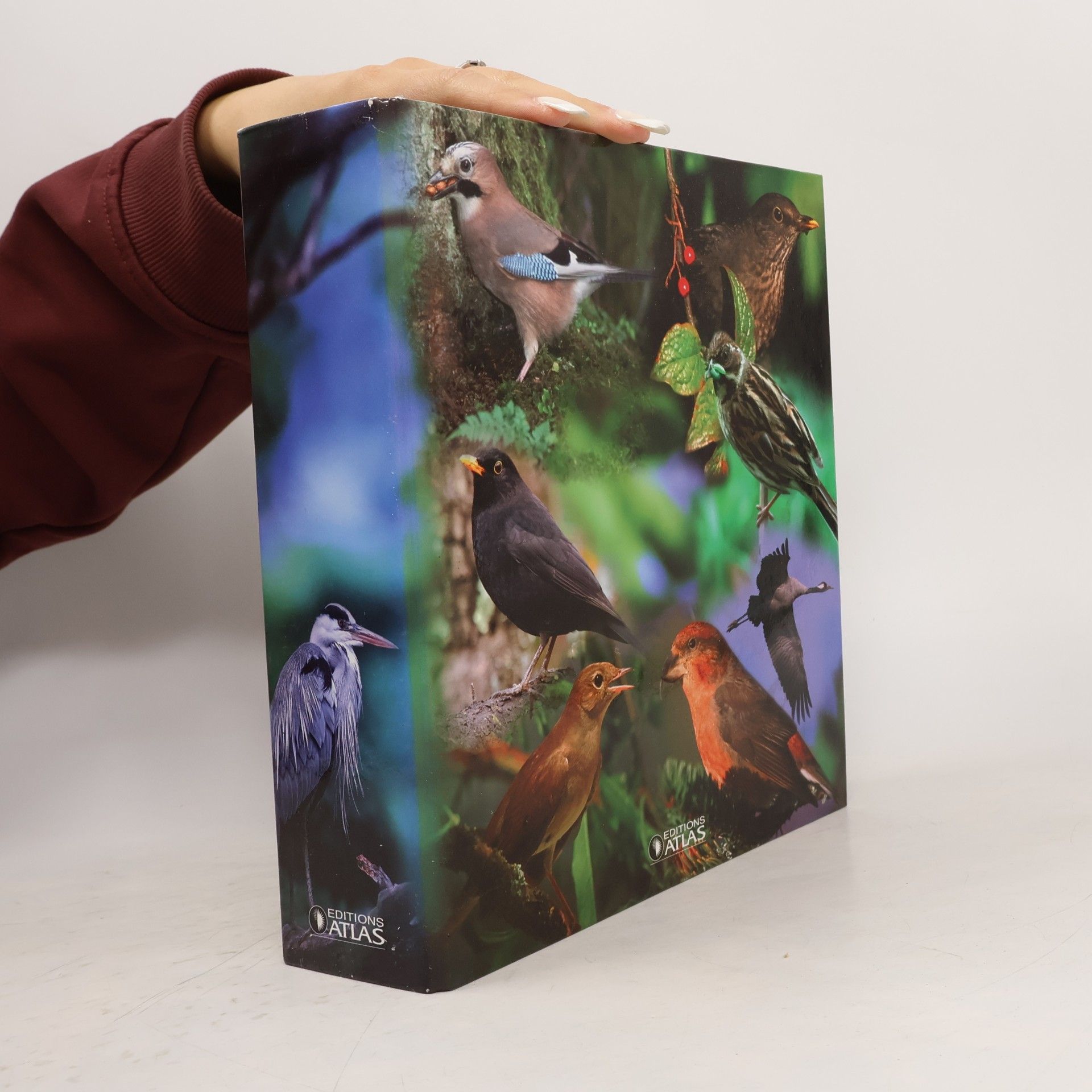 Autorenkollektiv Vögel des Waldes
