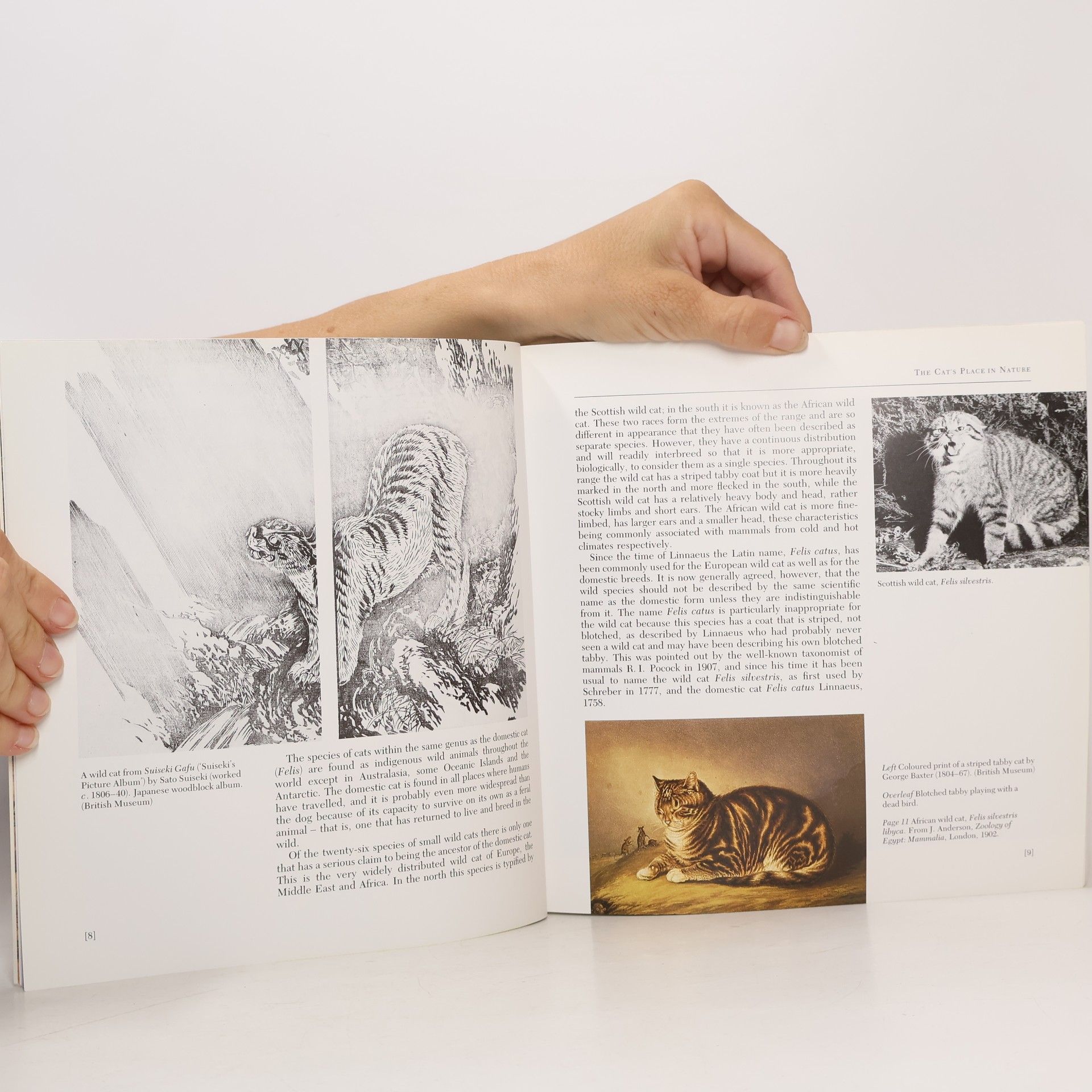 Juliet Clutton-Brock The British Museum Book of Cats