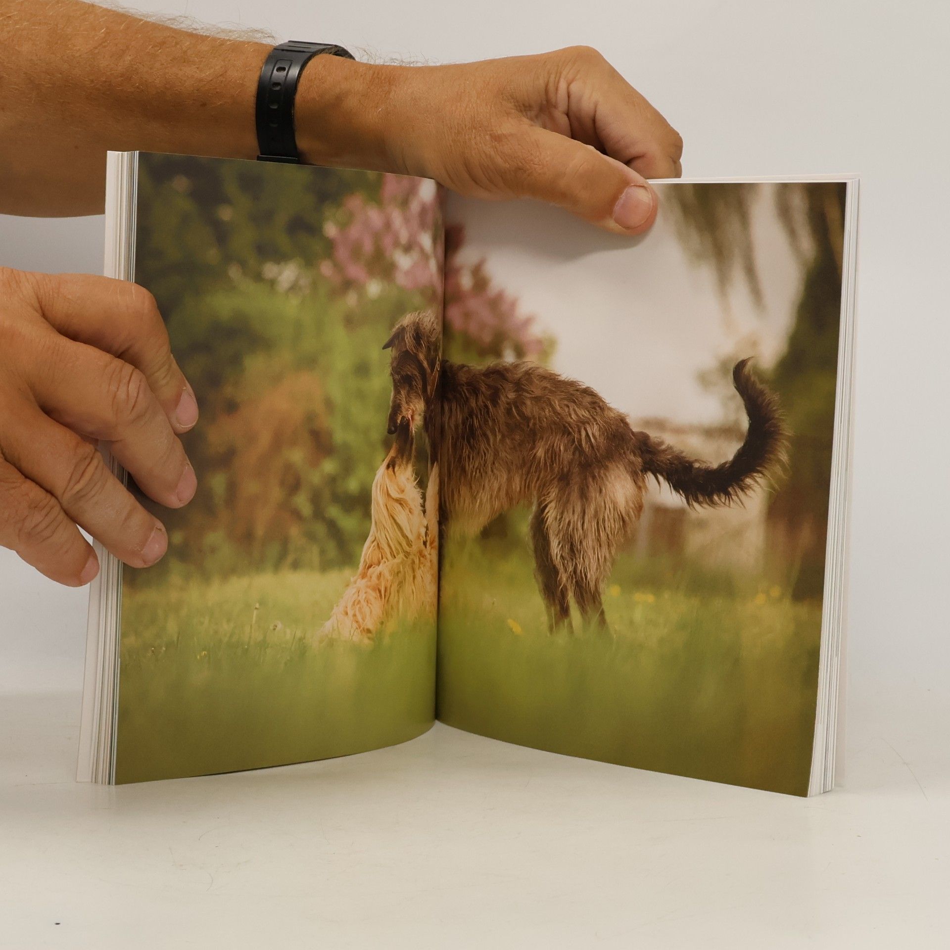 Wiebke Haas Fotoschule extra: Tier Fotografie