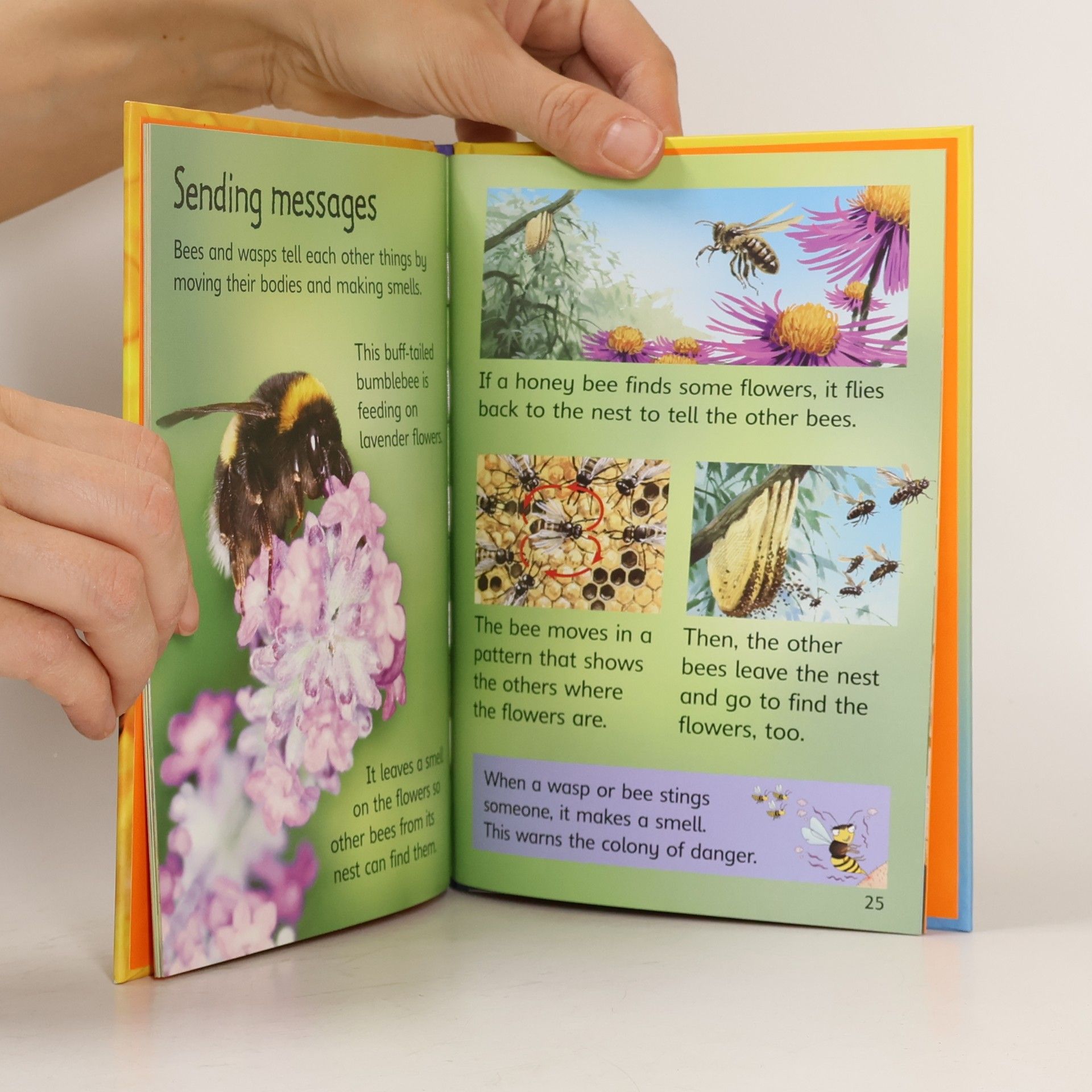 James Maclaine Usborne Beginners: Bees and Wasps