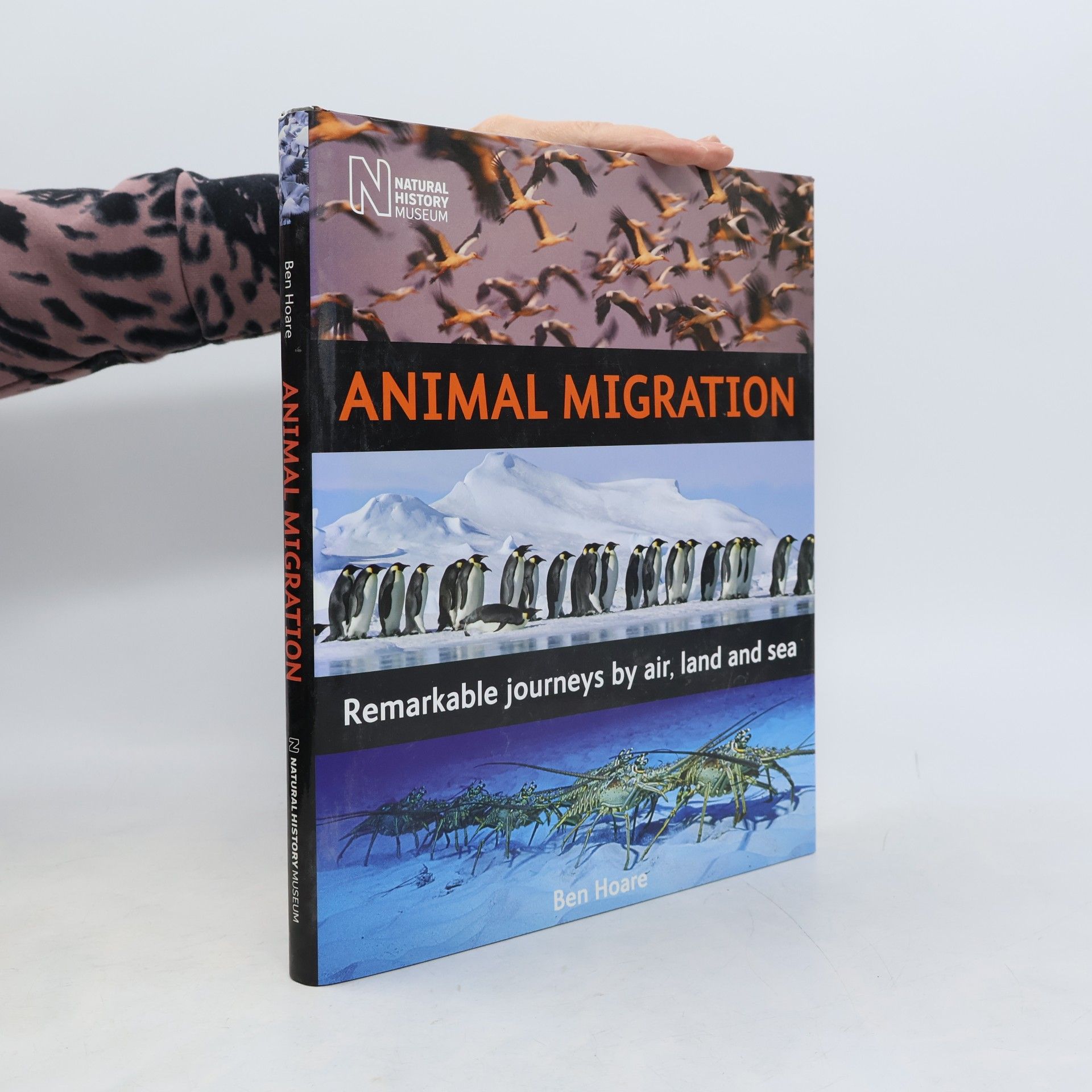 Ben Hoare Animal Migration