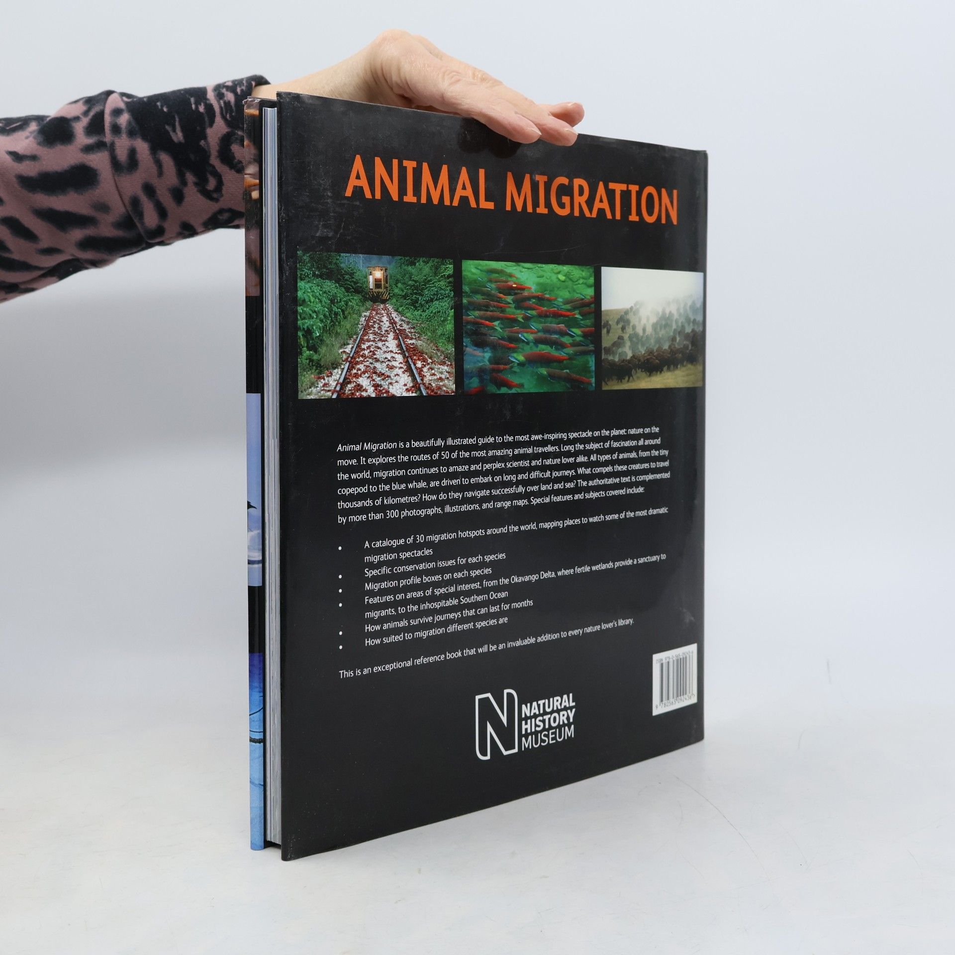 Ben Hoare Animal Migration