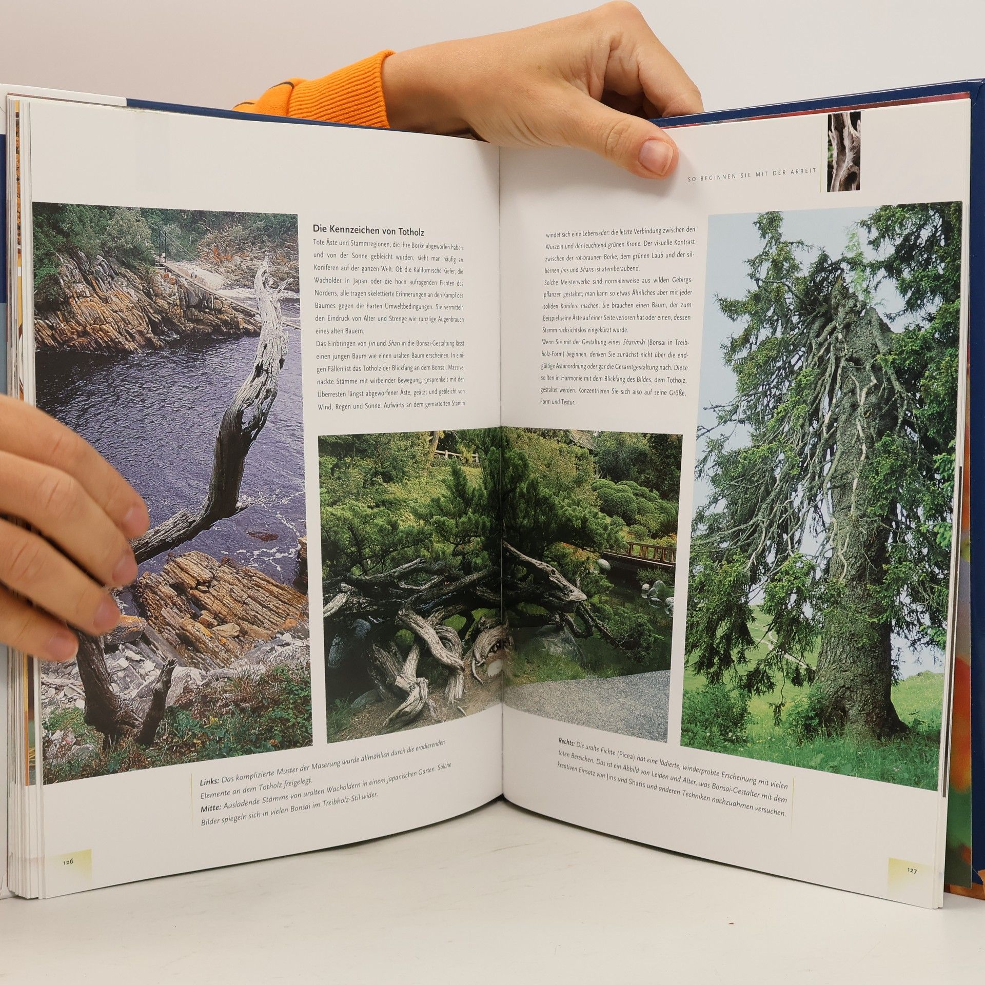 David Prescott Das Bonsai-Handbuch