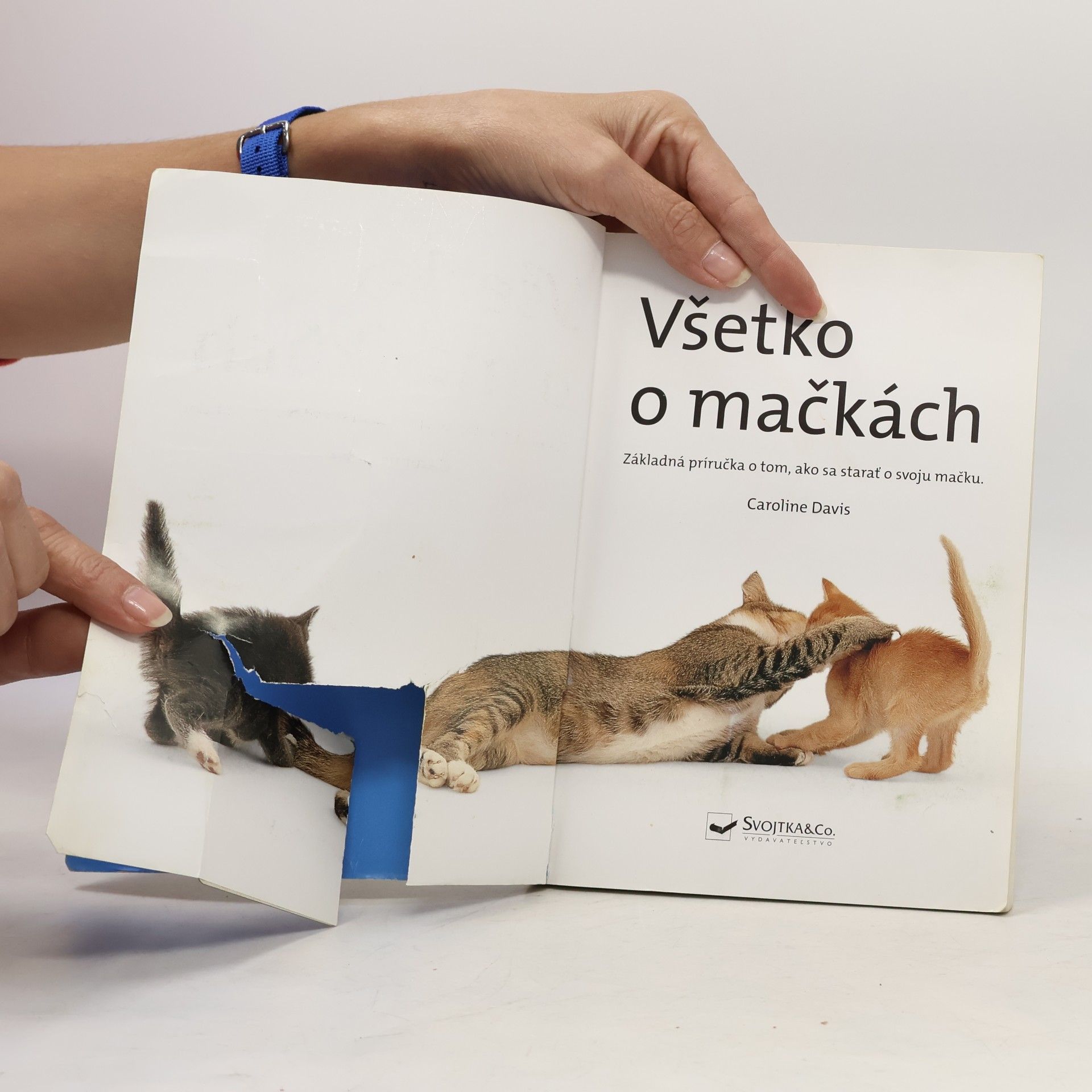 Caroline Davis Všetko o mačkách