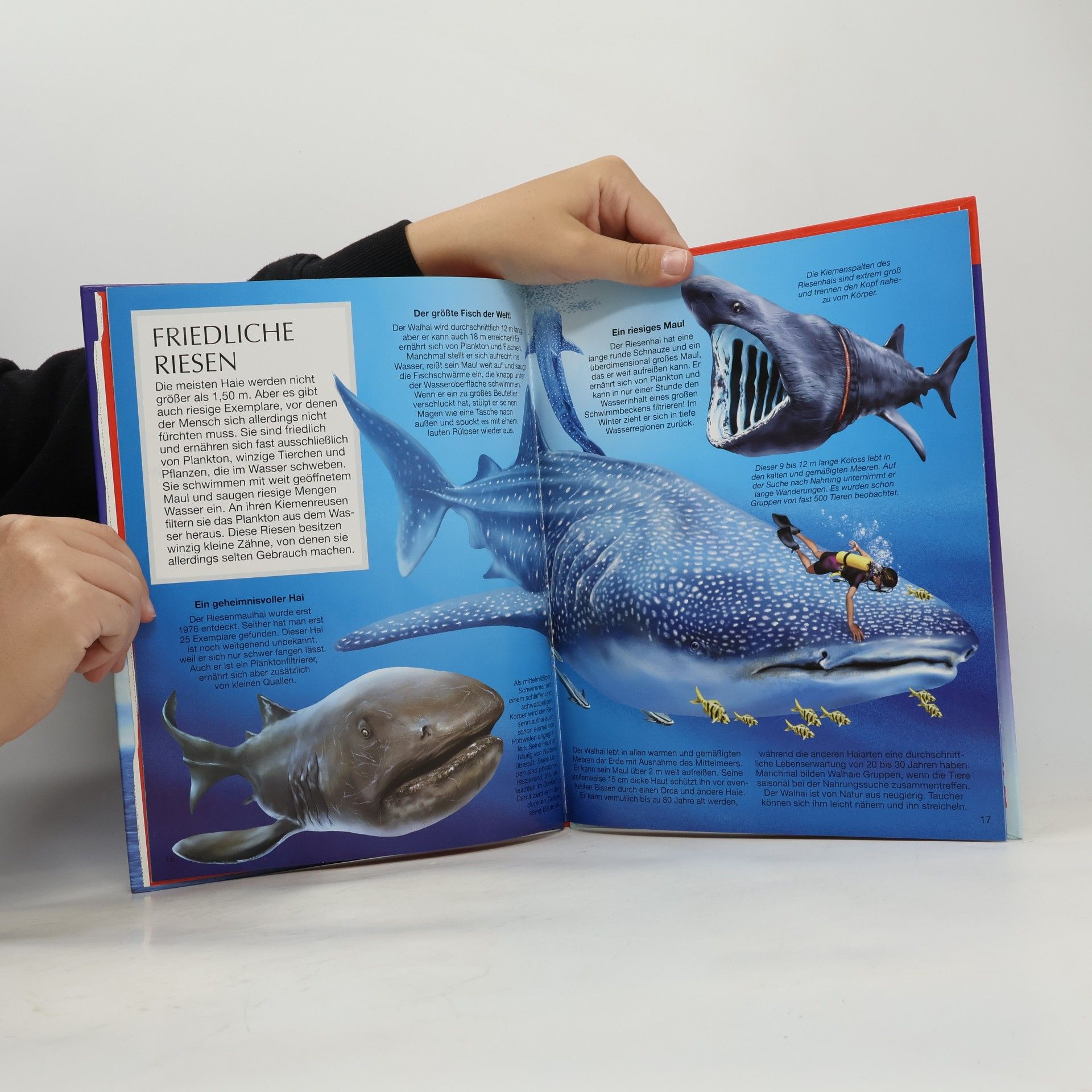 Autorenkollektiv Bunte Wissenswelt für Kinder. Haie