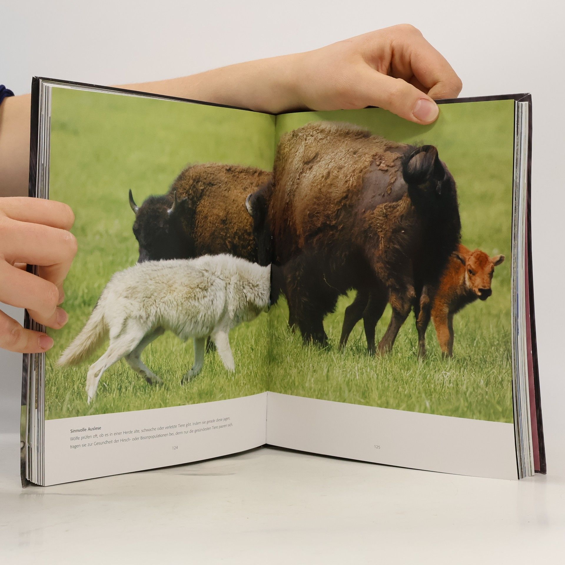 Various authors Der Wolf