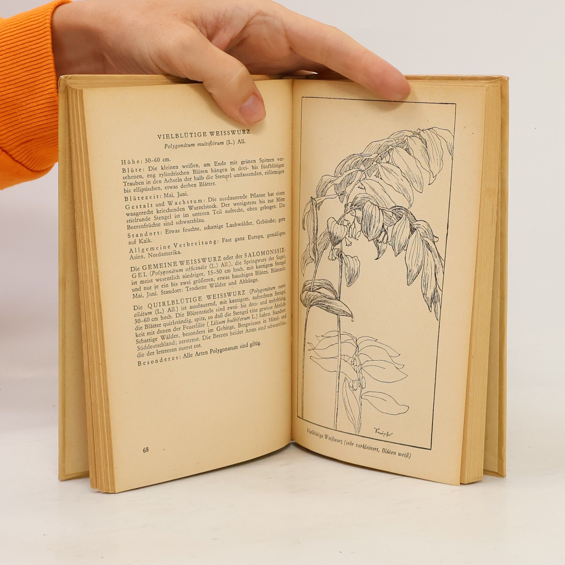 Fritz Koch Tachenbuch der Heimischen Frühjahrsblumen