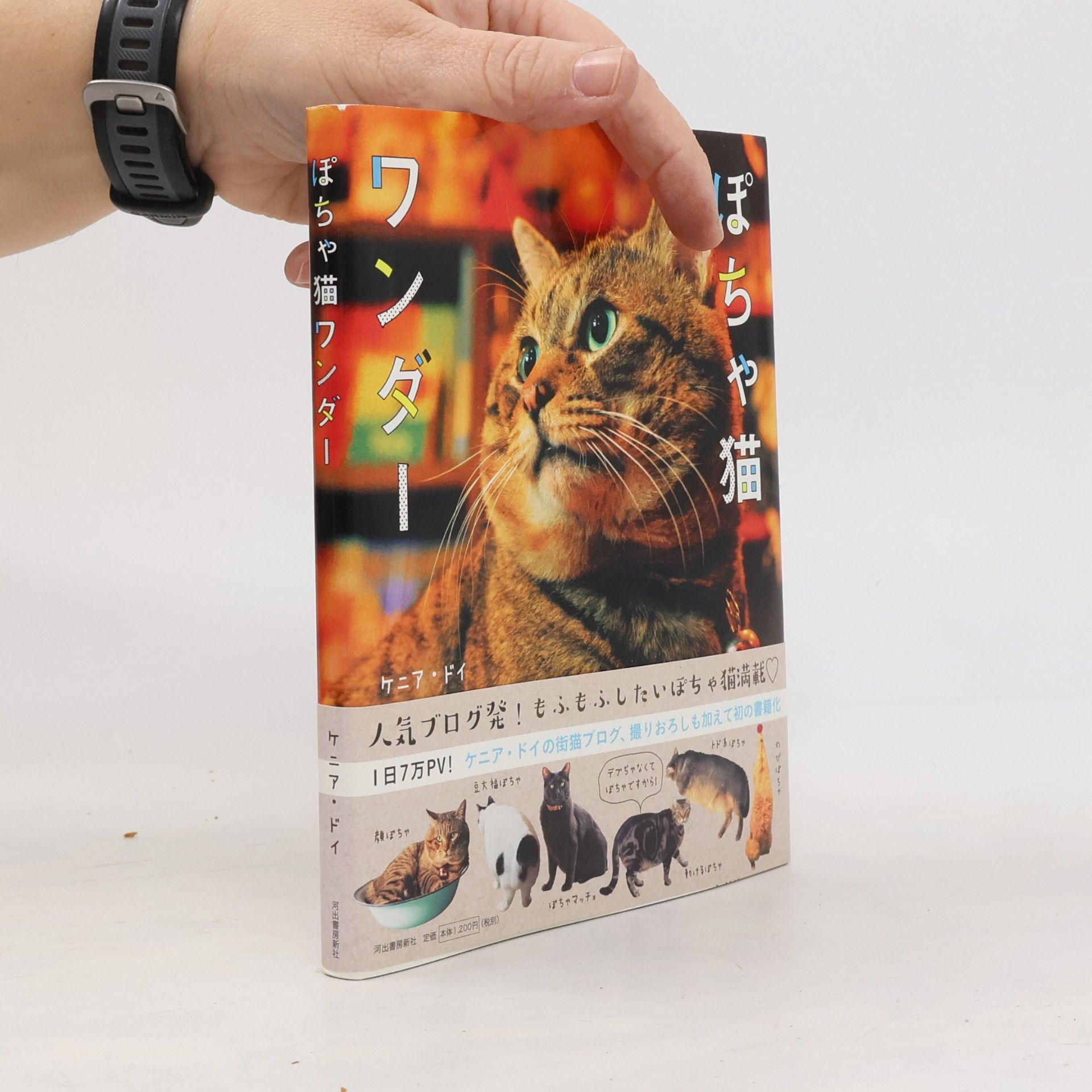 ケニア・ドイ ぽちゃ猫ワンダー