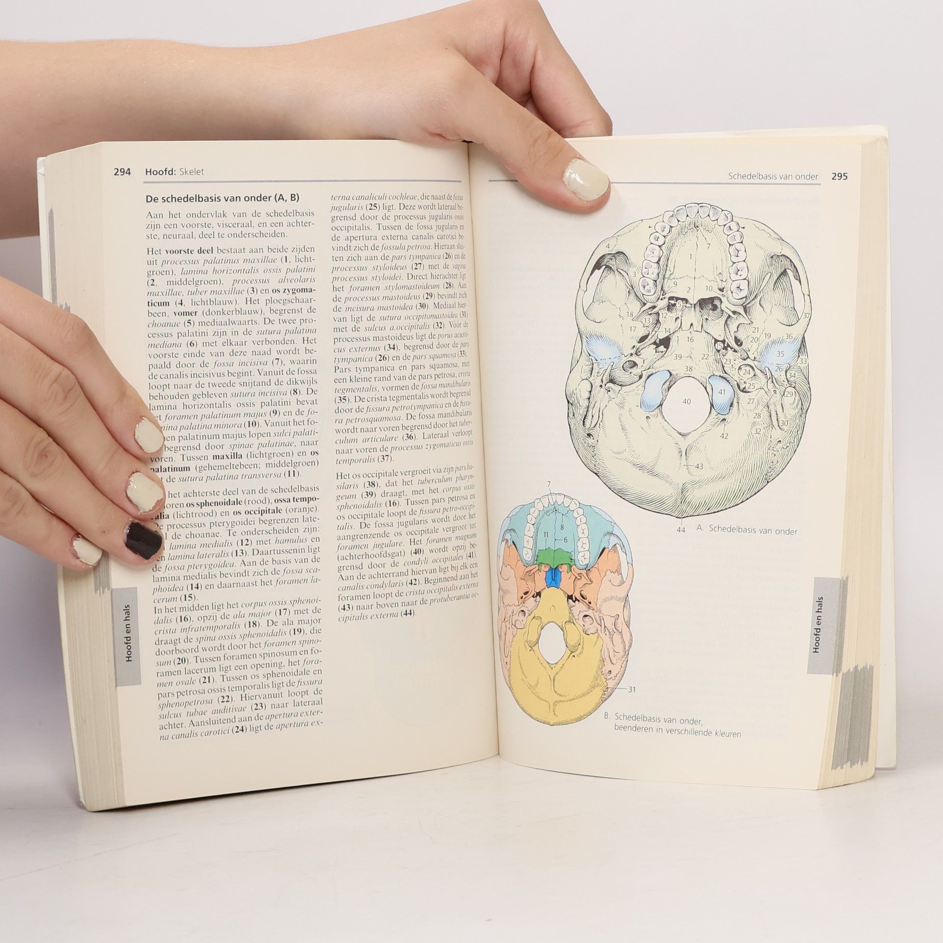 Verner Platcer Sesam atlas van de anatomie
