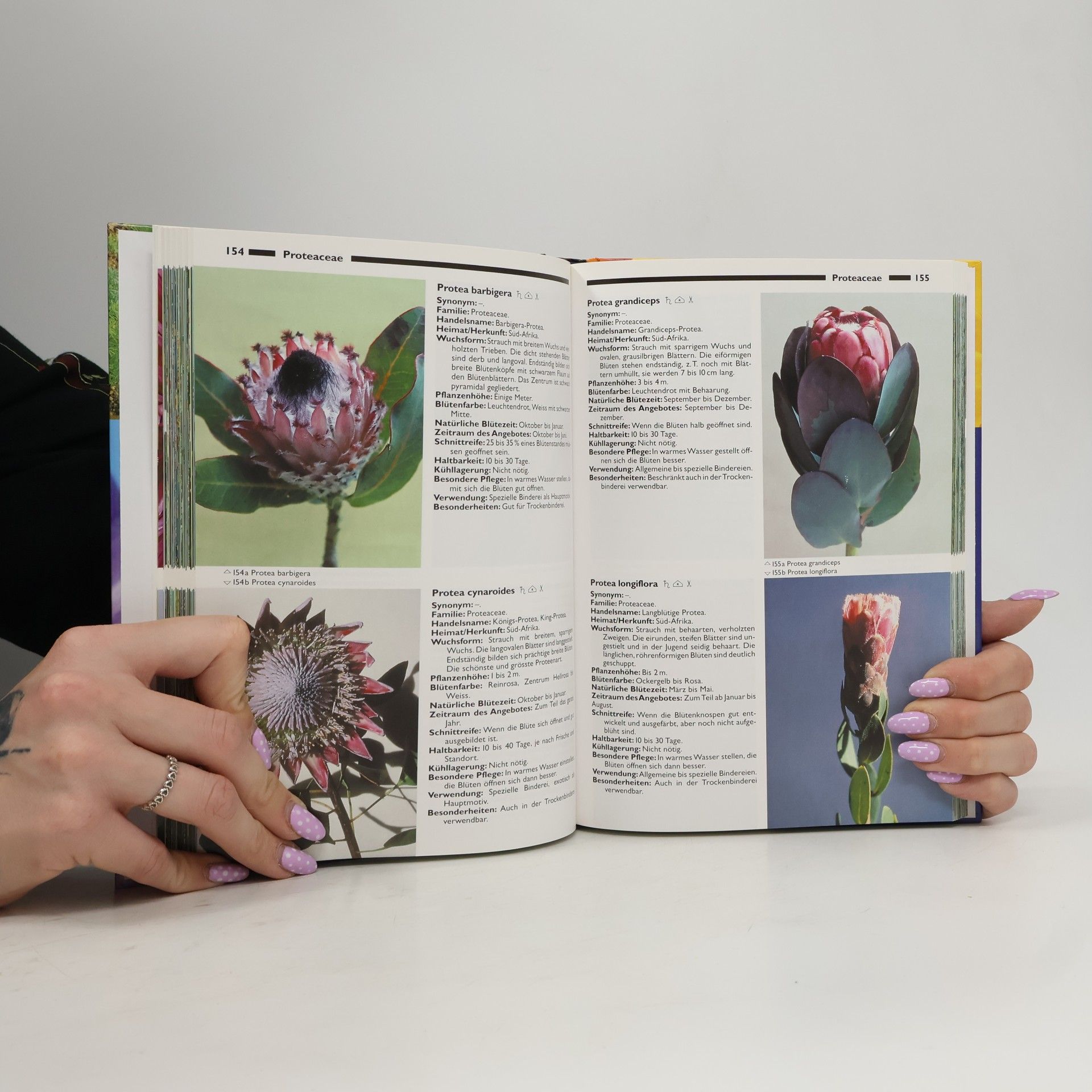 Moritz Bürki Bildatlas Schnittblumen