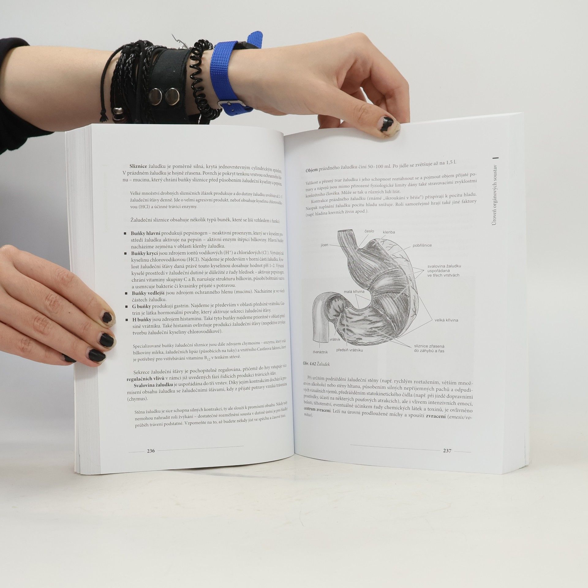 Miroslav Orel Anatomie a fyziologie lidského těla. Pro humanitní obory