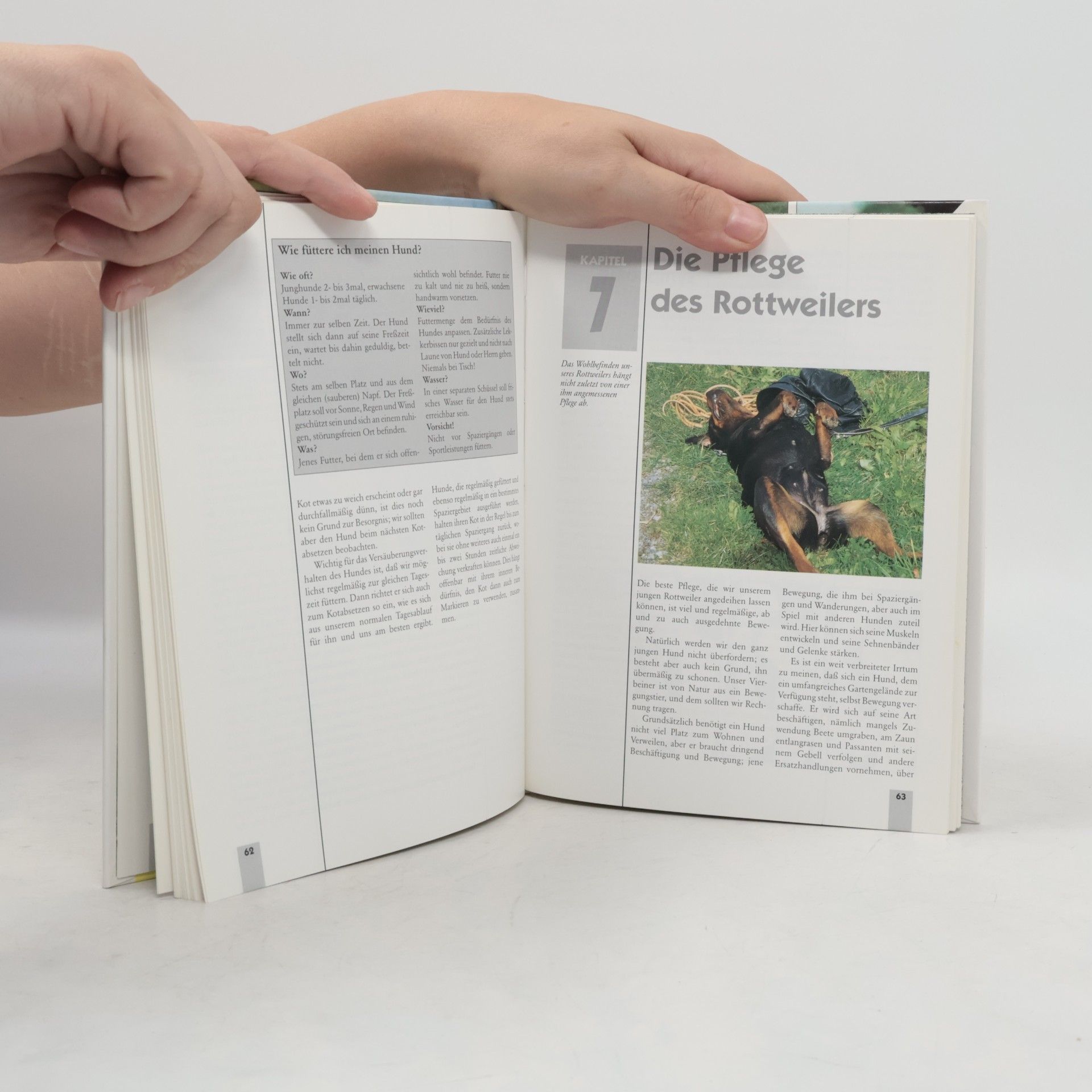 Urs Ochsenbein Rottweiler