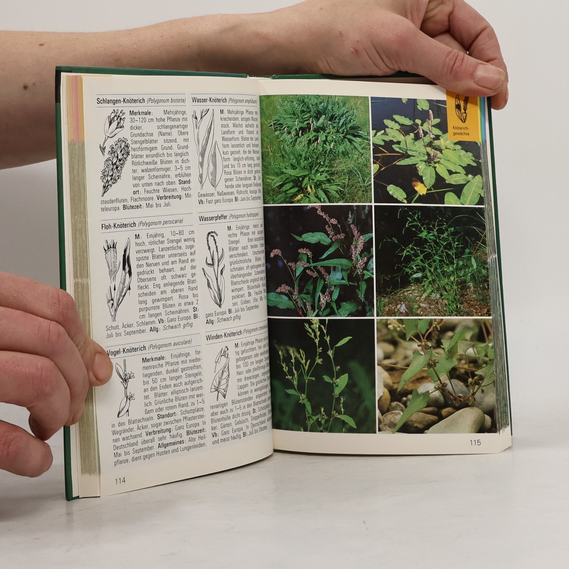 Autorenkollektiv Wildblumen