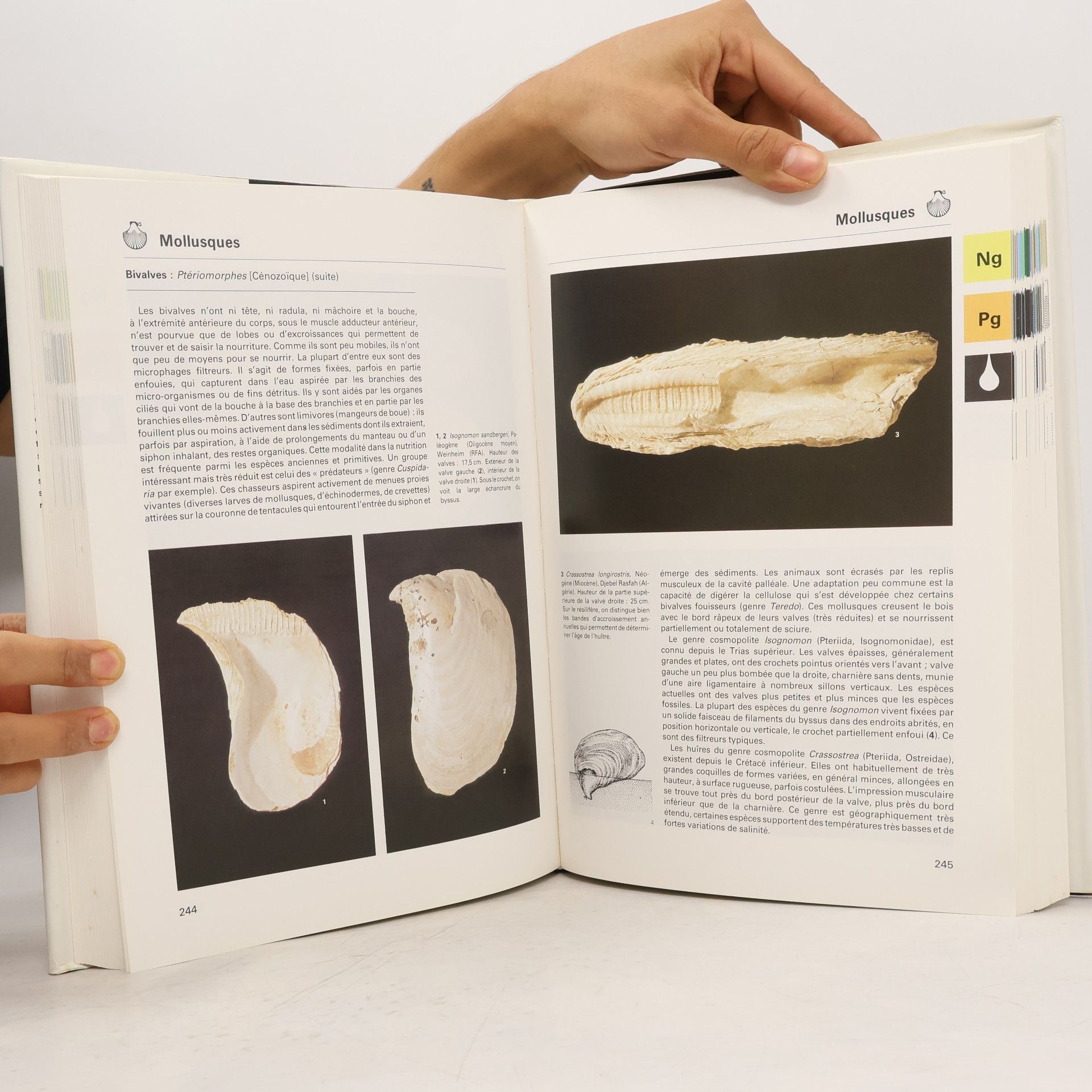 AA.VV. La grande encyclopedie des fossiles