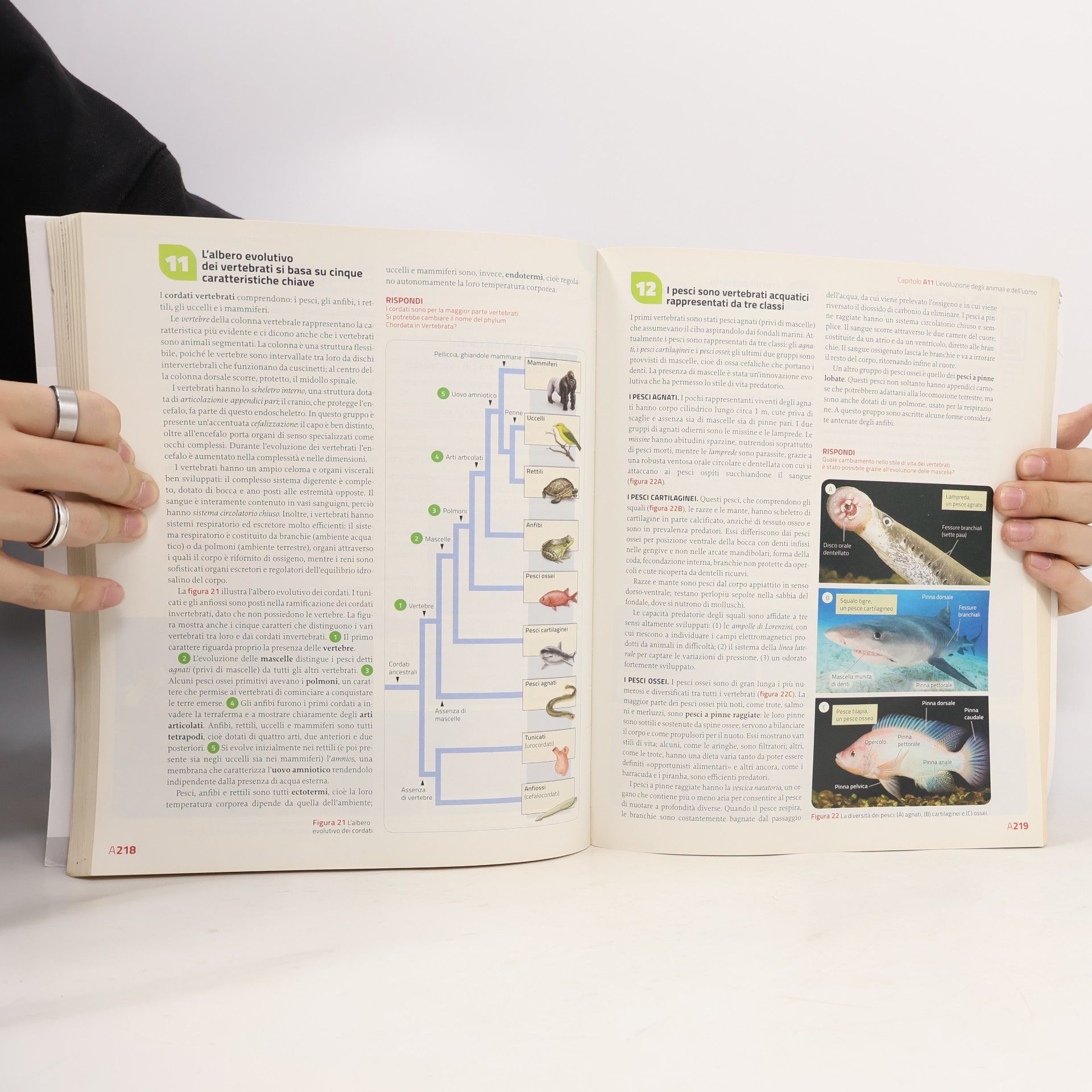 Sylvia S. Mader Immagini e concetti della biologia. Per le Scuole superiori. Con Contenuto digitale (fornito elettronicamente). Seconda edizione.