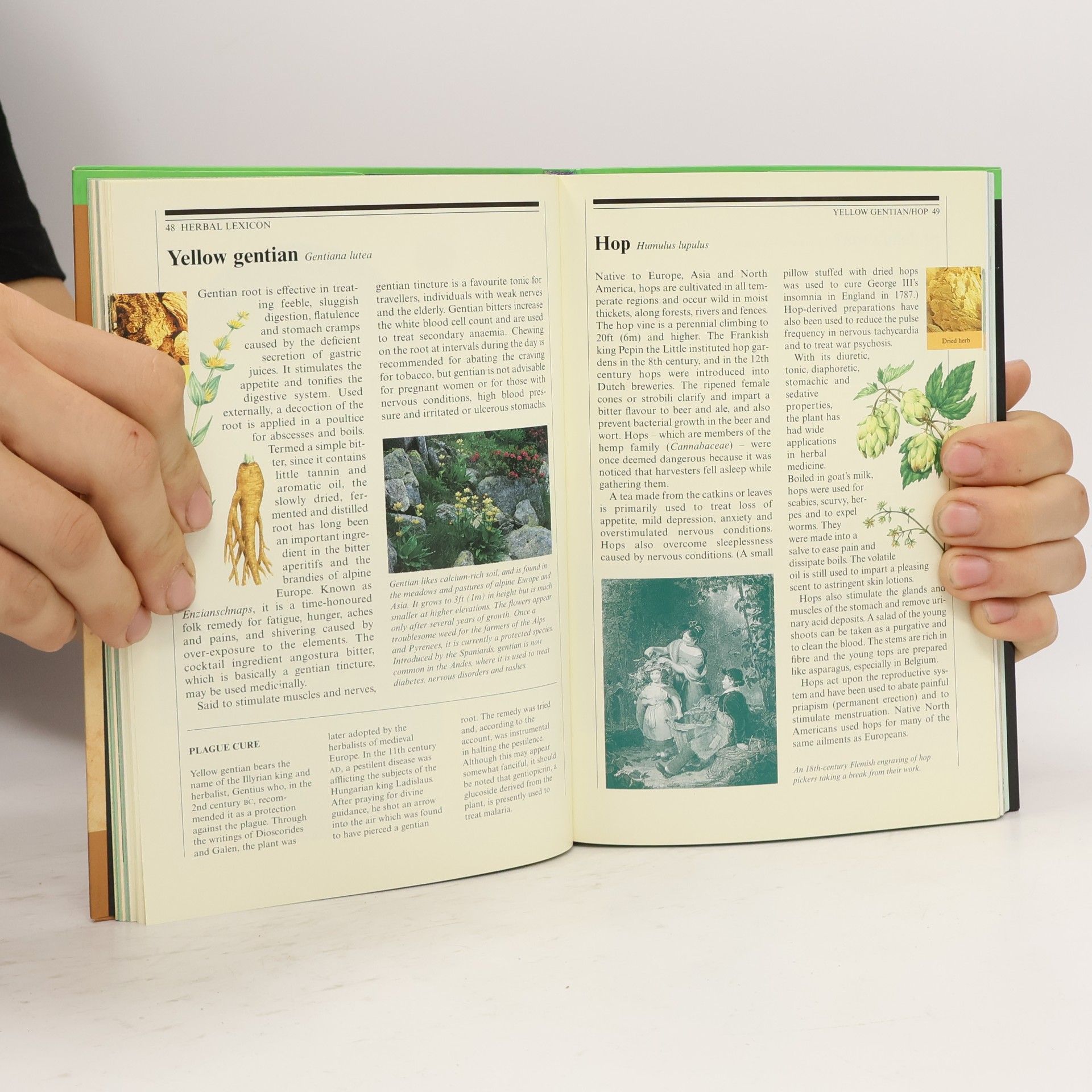 Frank J. Lipp Living Wisdom: Herbalism