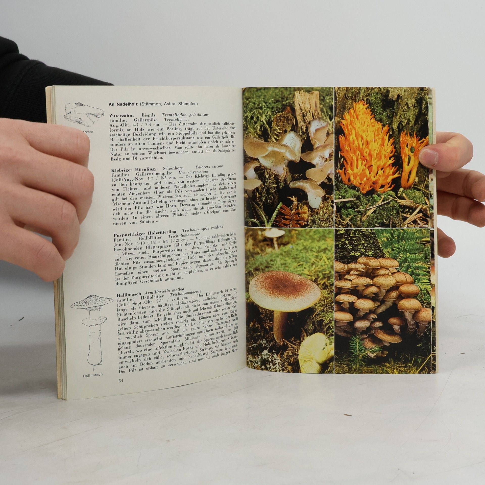 Hans Haas Pilze in Wald und Flur