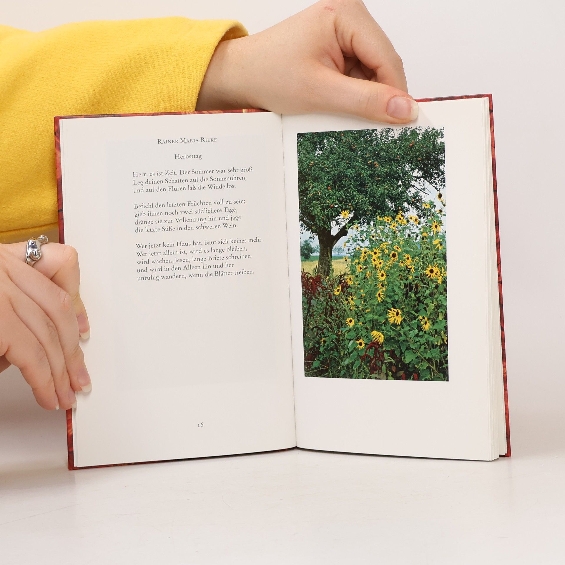 Martina Hochheimer Insel-Bücherei - 1286: Schönheit dieser Welt. Blumen des Herbstes