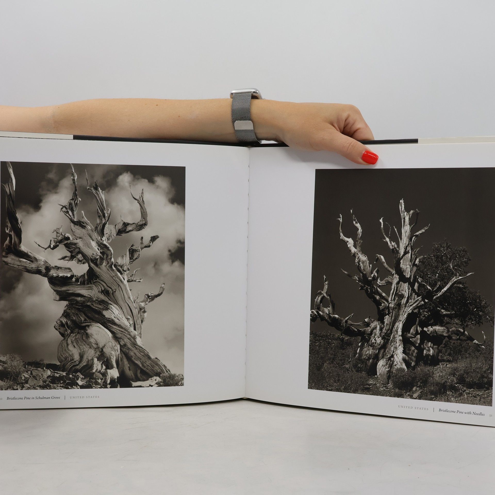 Beth Moon Ancient Trees