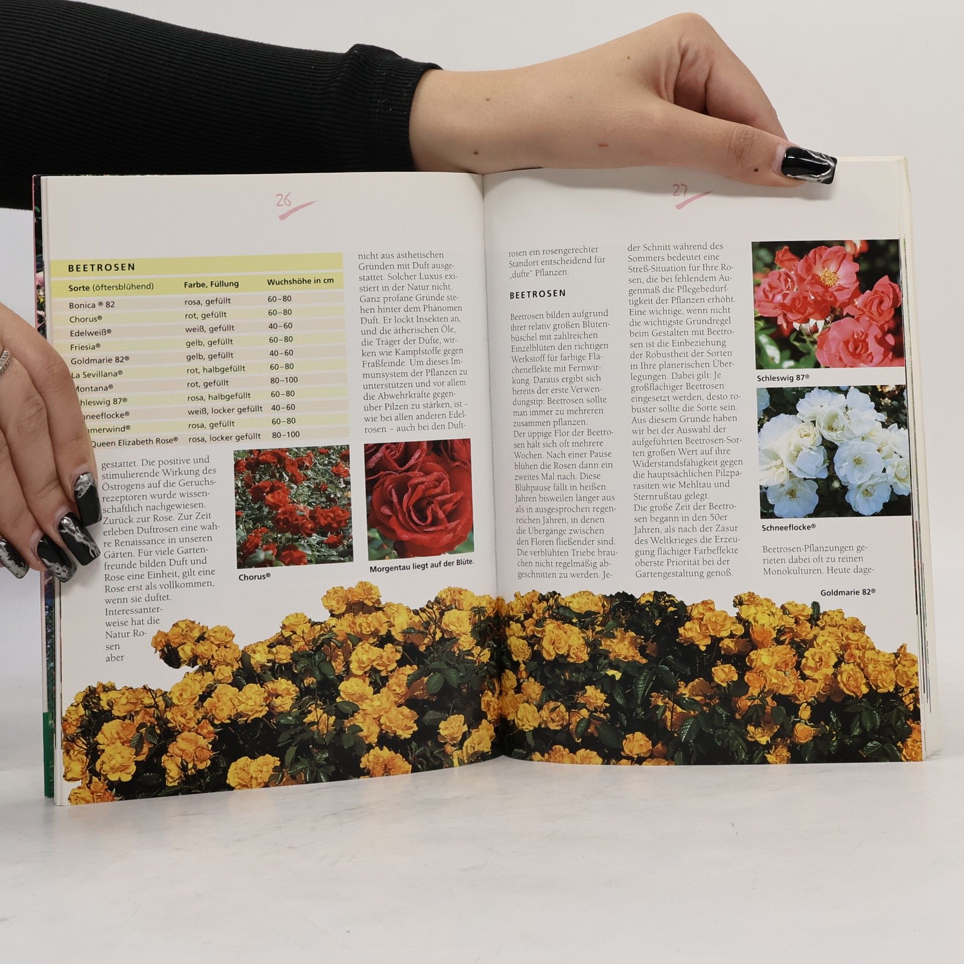 Robert Markley Freude an Rosen