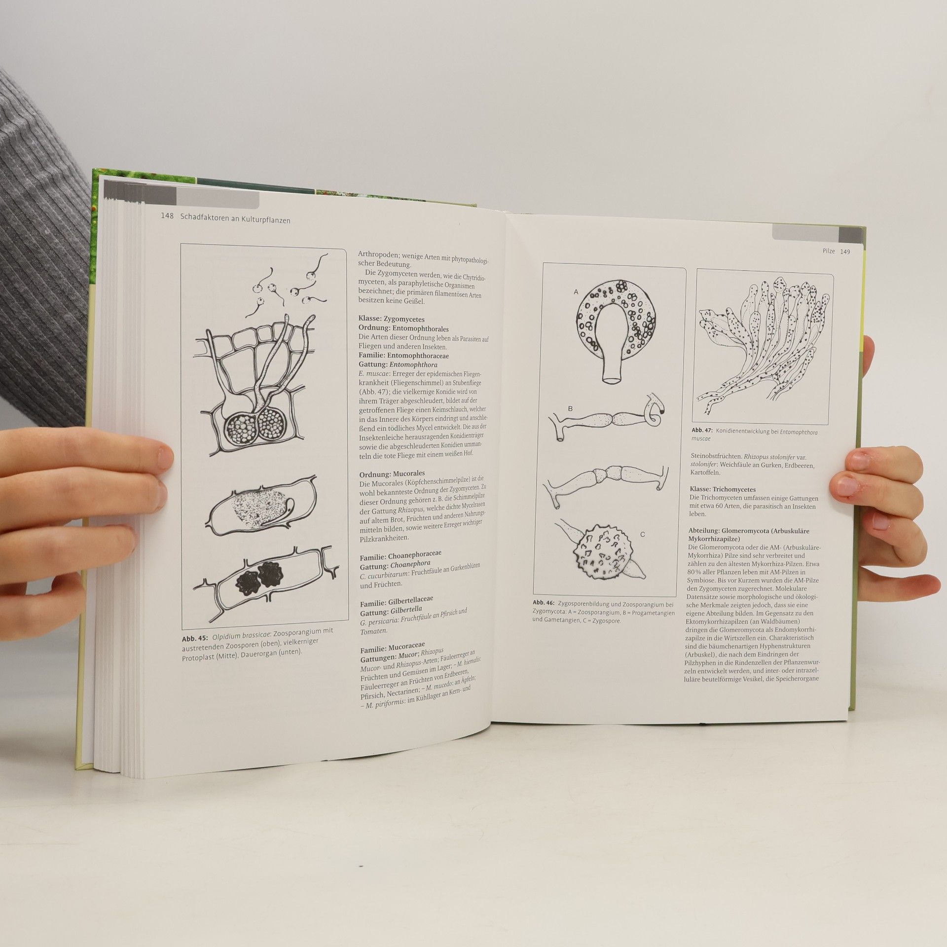 Hans-Michael Werner Lehrbuch der Phytomedizin