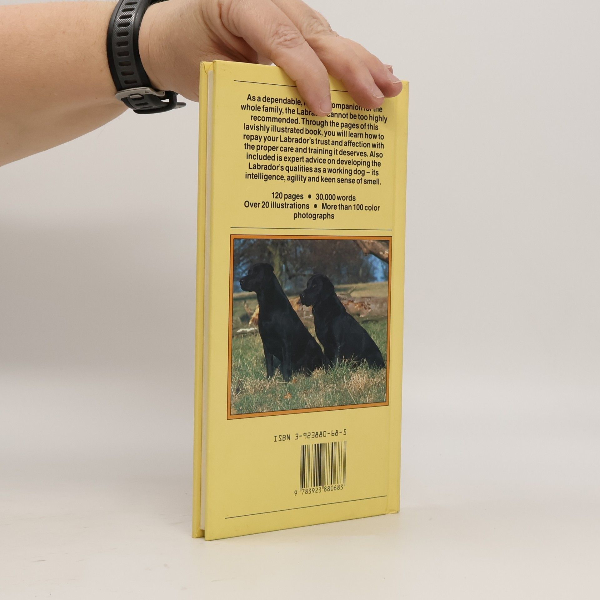Marjorie Satterthwaite Dog Owners Guide to Labrador Retrievers