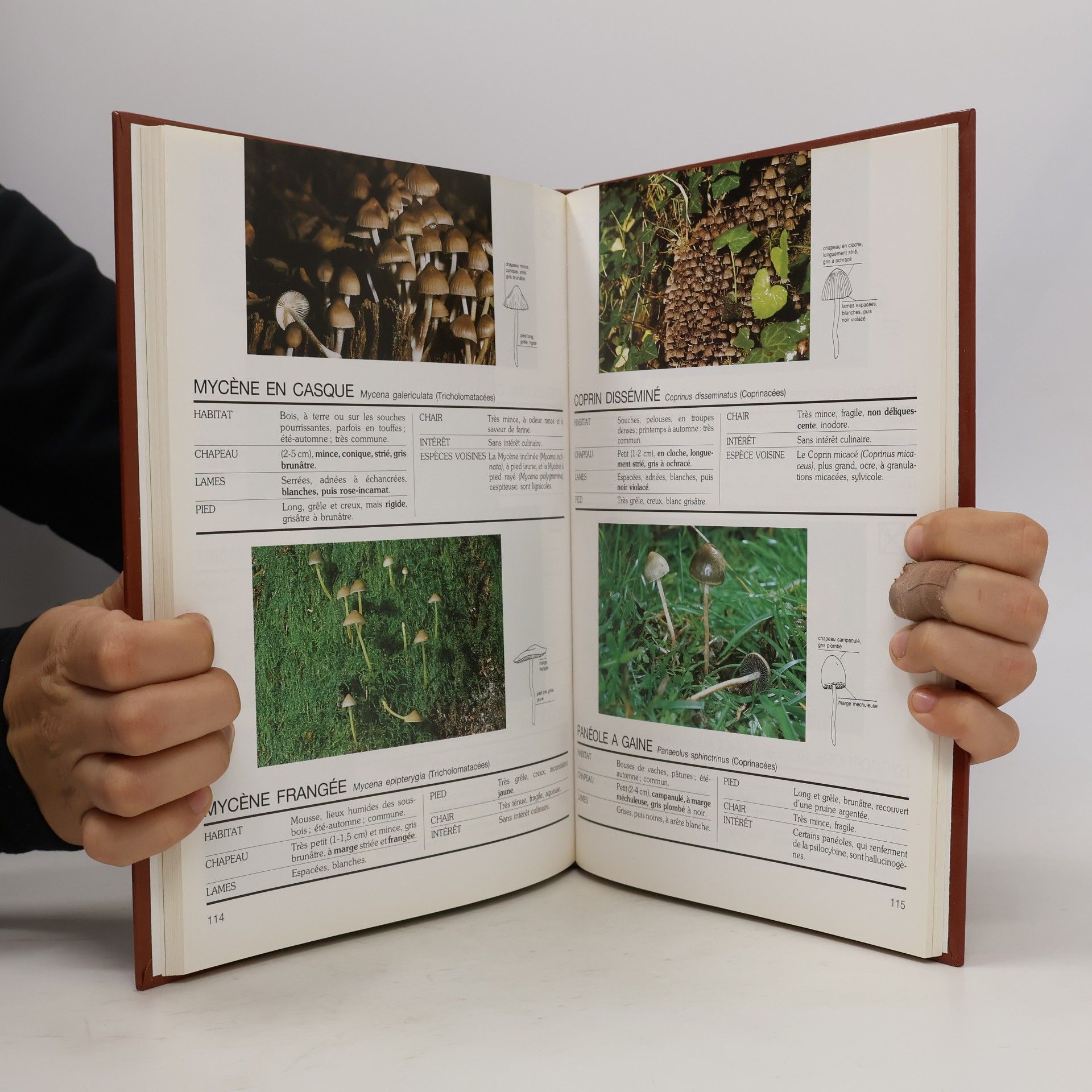 Les champignons