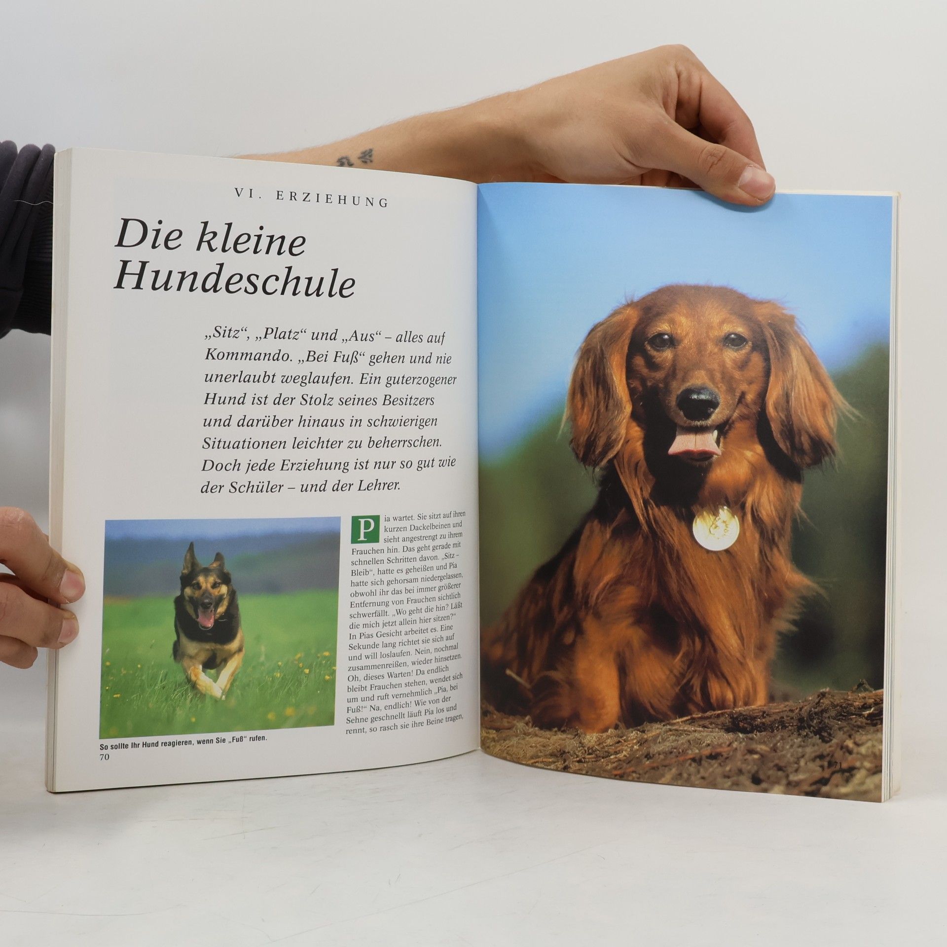 Annette van Balkom Lieblingstier Hund